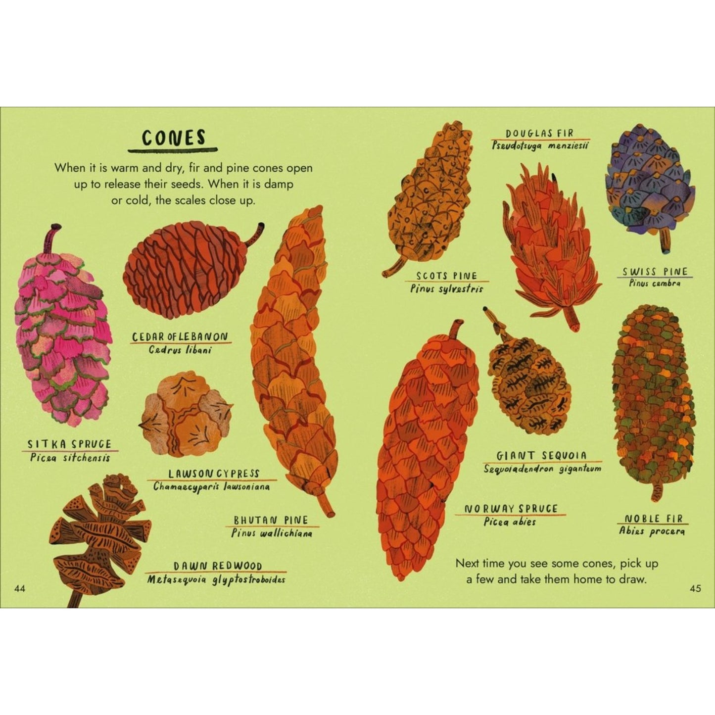 Little Guides to Nature: Hello Trees | Hardcover | Children's Book on Nature