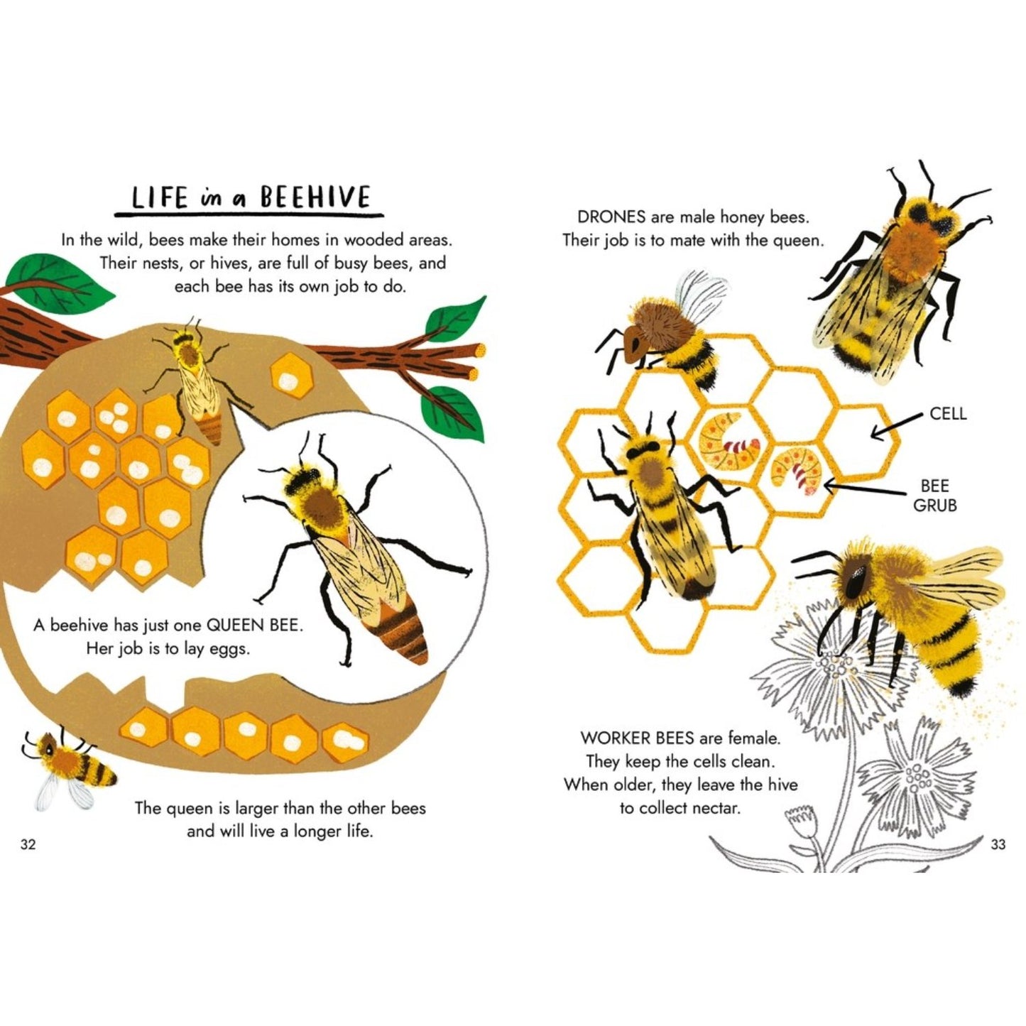 Little Guides to Nature: Hello Bugs | Hardcover | Children's Book on Nature
