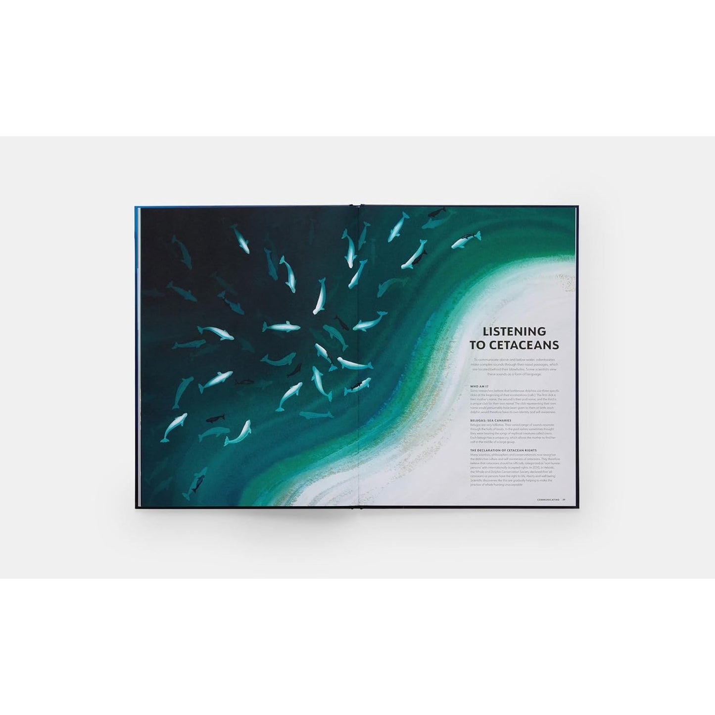 Mysteries of Marine Mammals - An Illustrated Guide to Whales, Dolphins, and Porpoises | Hardcover | Children's Book