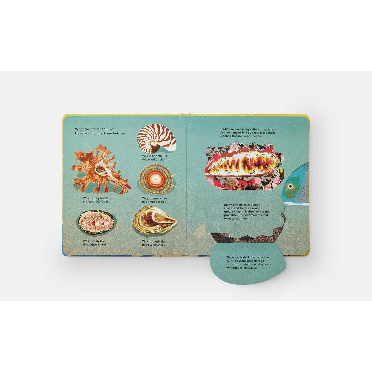 Shells... and what they hide inside - A Lift-the-Flap Adventure | Board Book | Children's Book