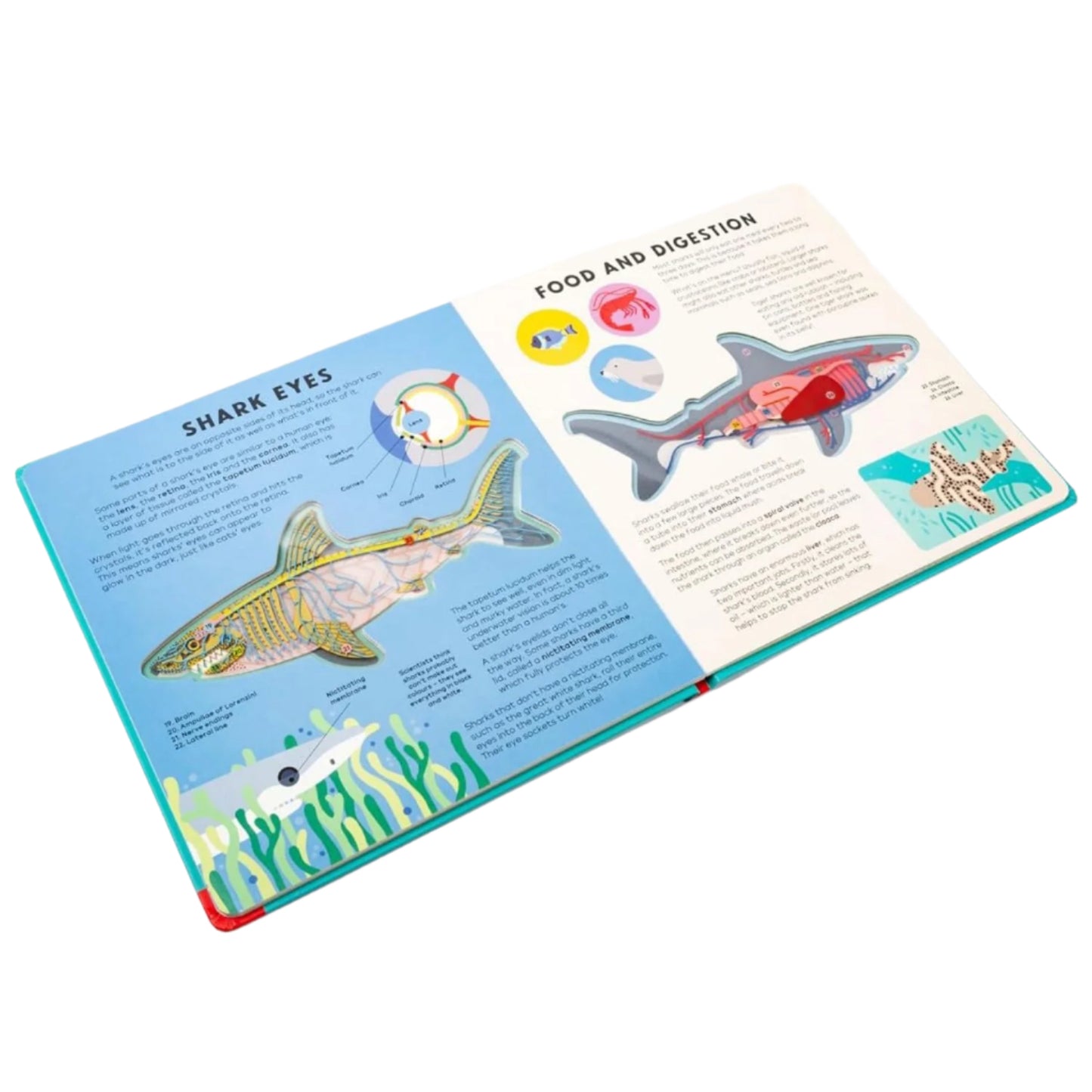 Open book showing pages about shark anatomy and digestion on a white background