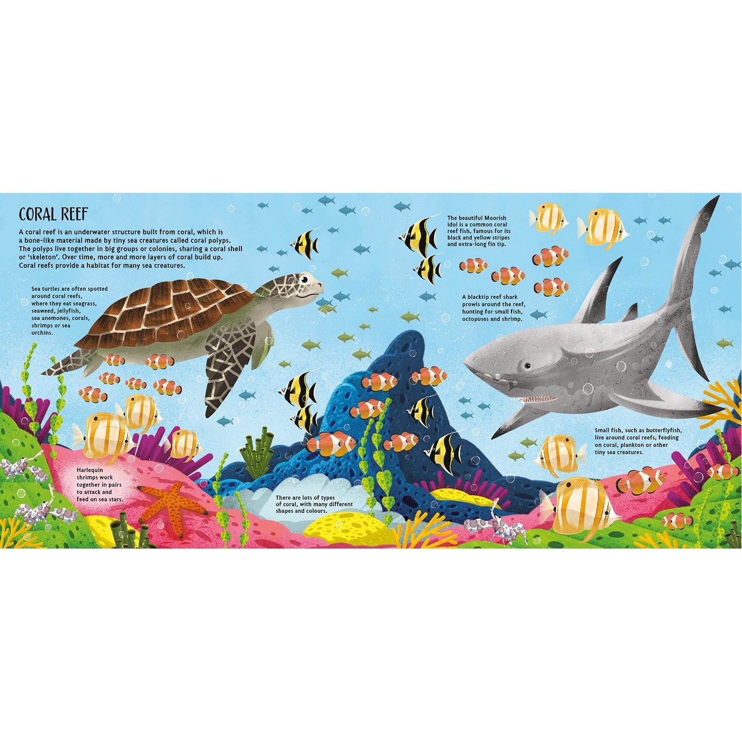 Oceans - Pop-Up Planet | Hardcover | Children’s Book on Oceans & Seas