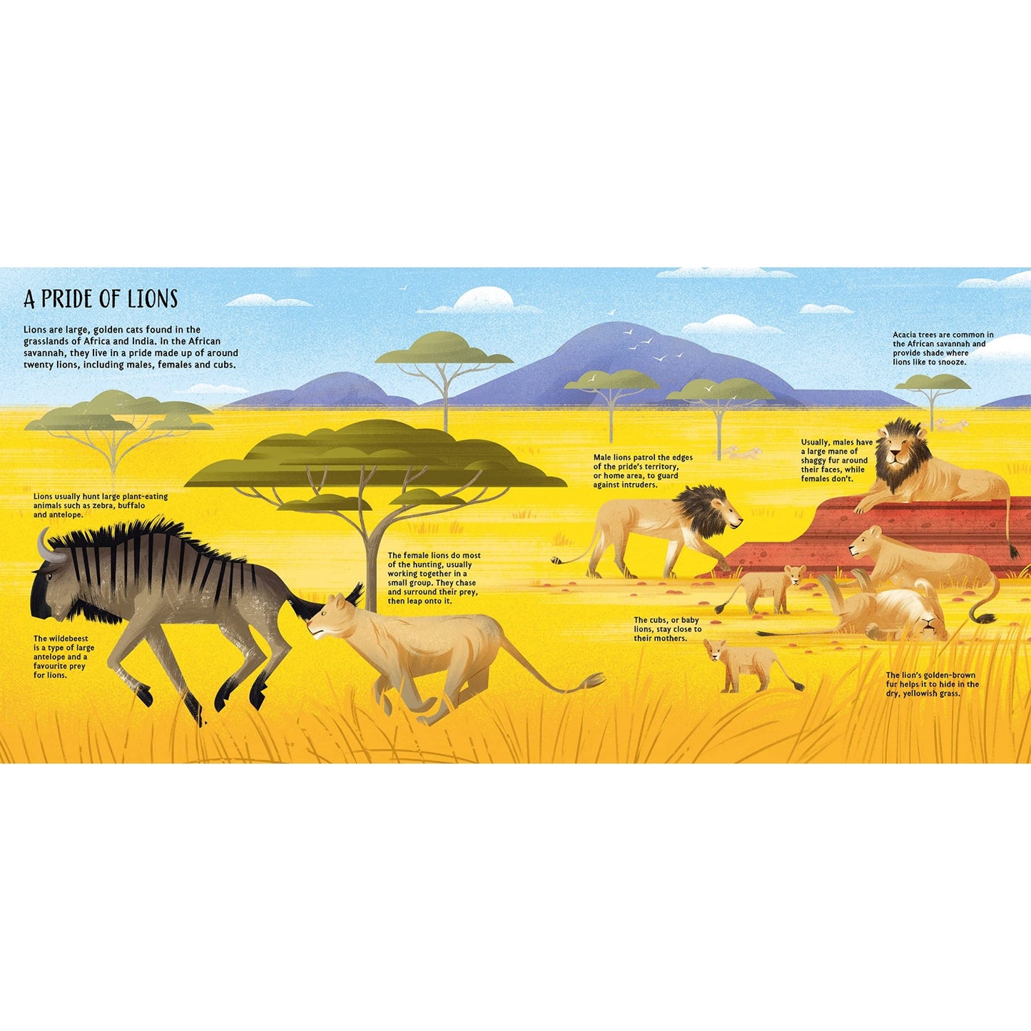 Animals - Pop-Up Planet | Hardcover | Children’s Book on Nature