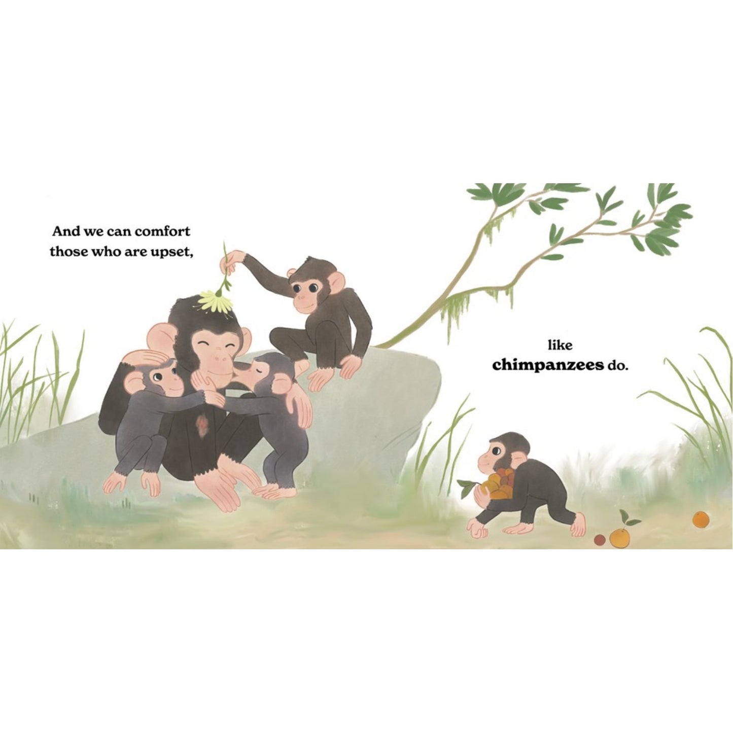 How Can We Be Kind? Wisdom from the Animal Kingdom | Hardcover | Children’s Book on Emotions & Feelings