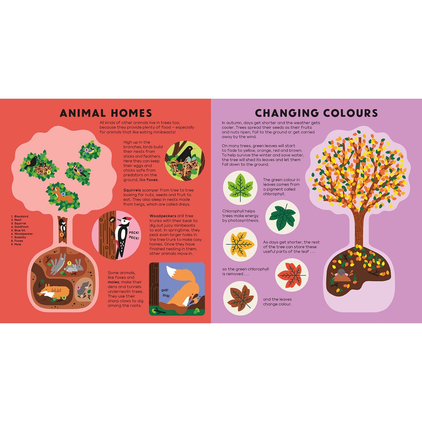 The Tree Book | Board Book with See-Through Pages | Children’s Book on Nature
