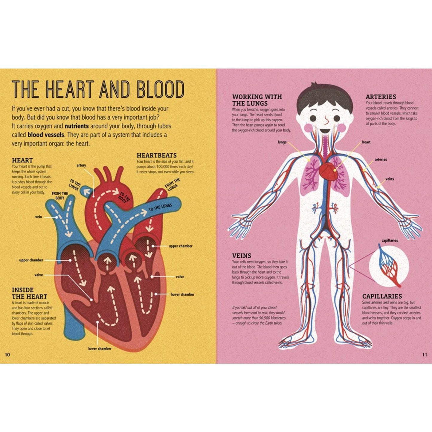 My Amazing Body - Magic Magnifying Glass | Hardcover | Children’s Book on the Human Body