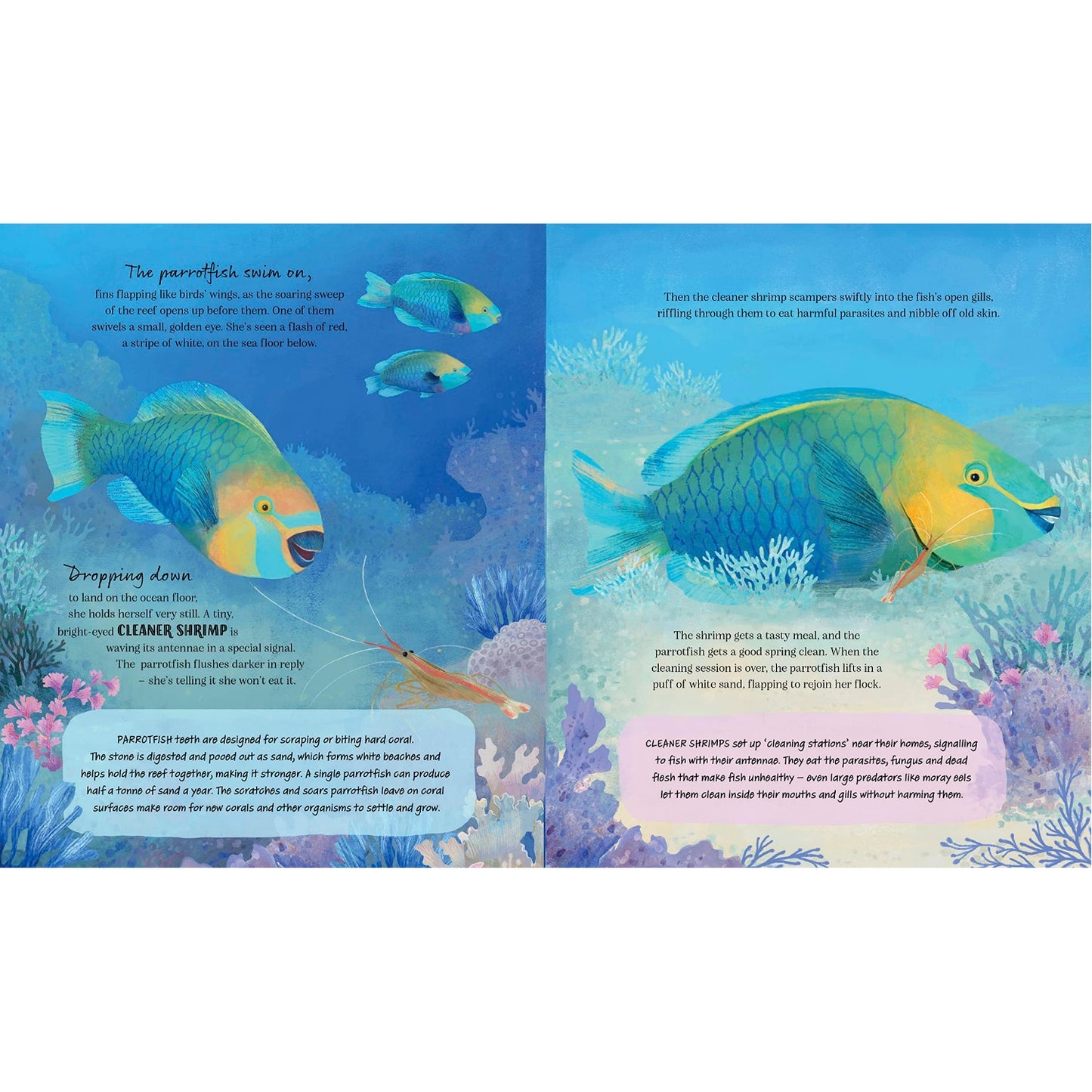 A Coral Reef Story: Animal Life in Tropical Seas | Hardcover | Children’s Book on Oceans & Seas