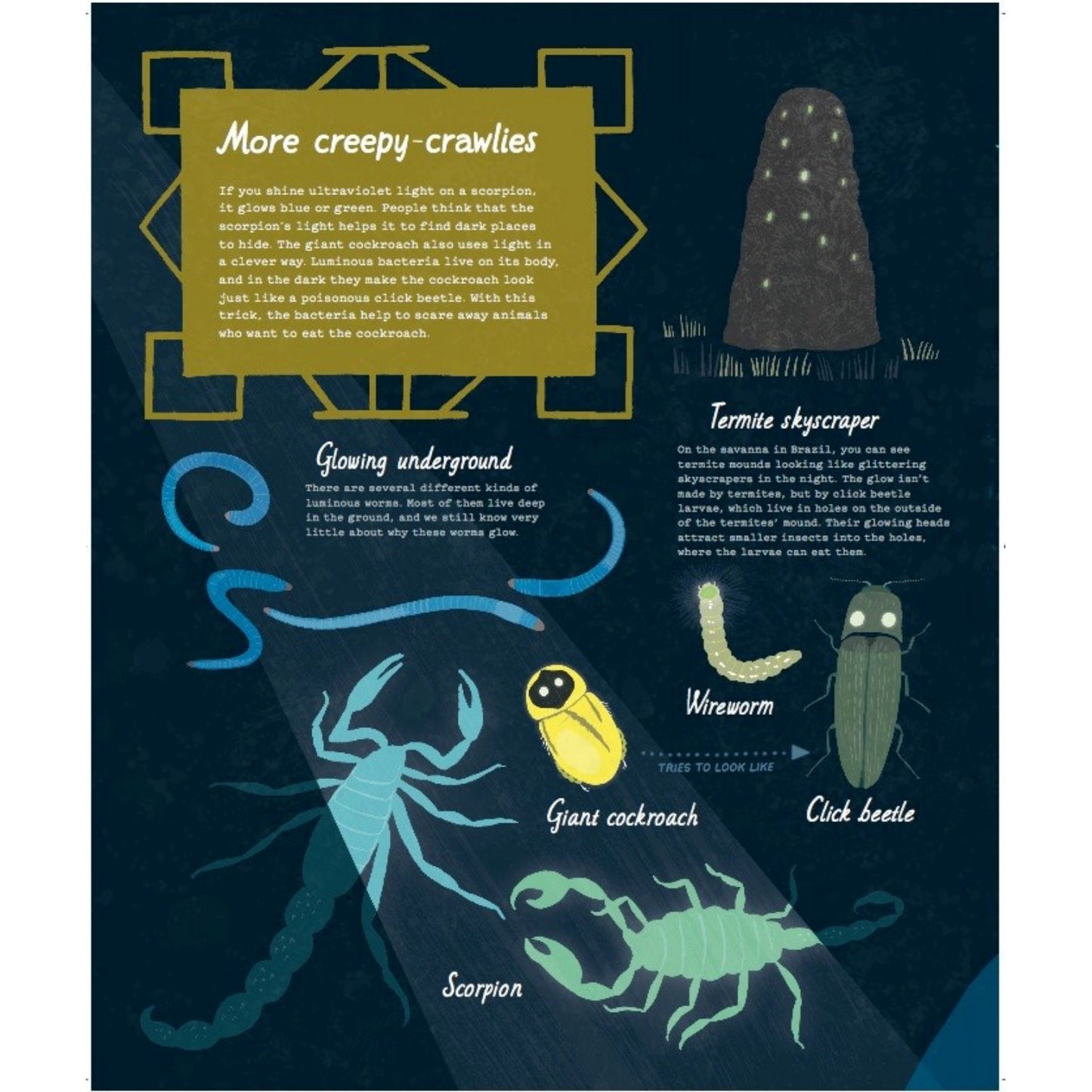 Bright in the Night | Children's Book on Nature