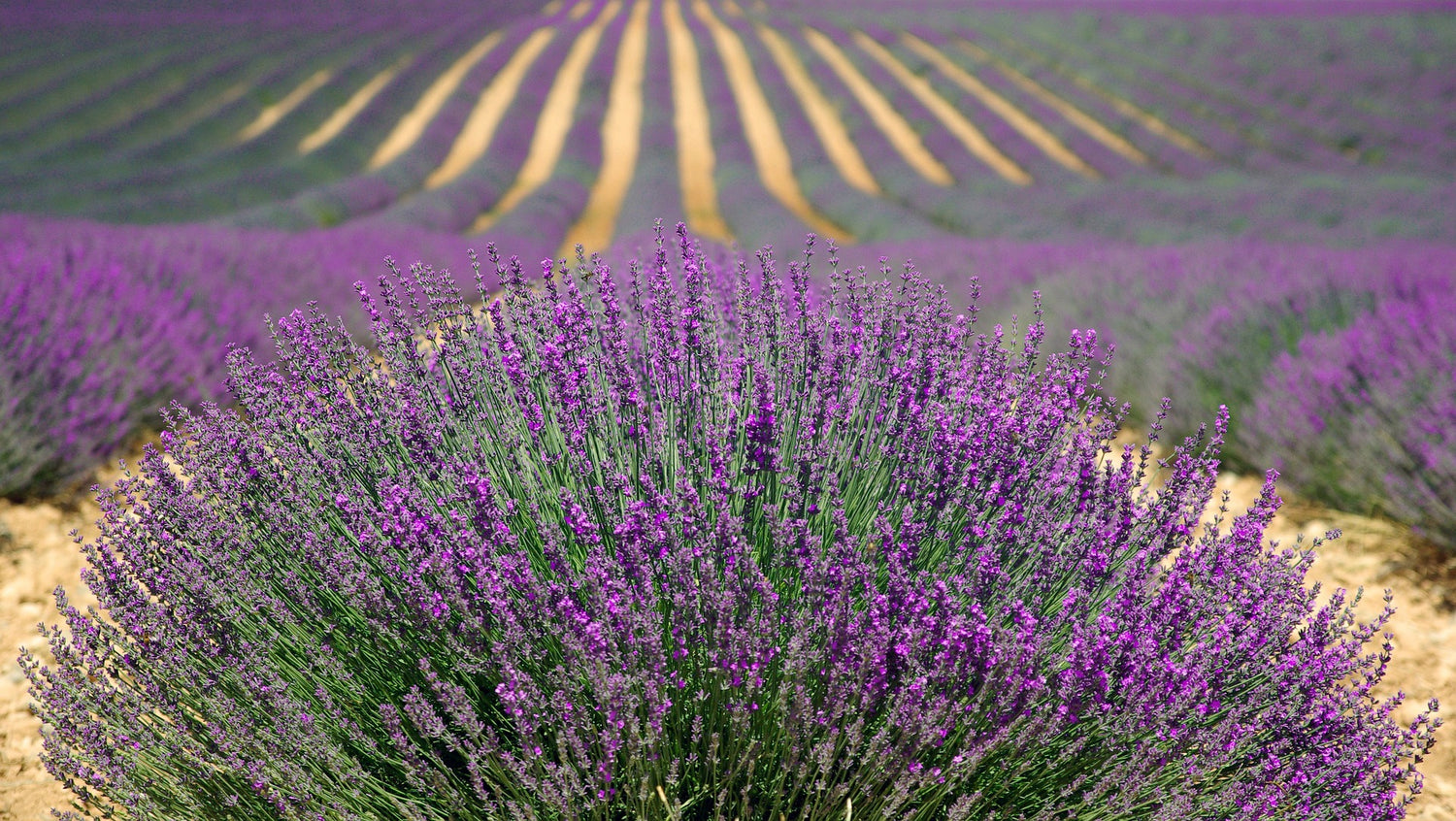 Lavender Field South France | BeoVERDE.ie