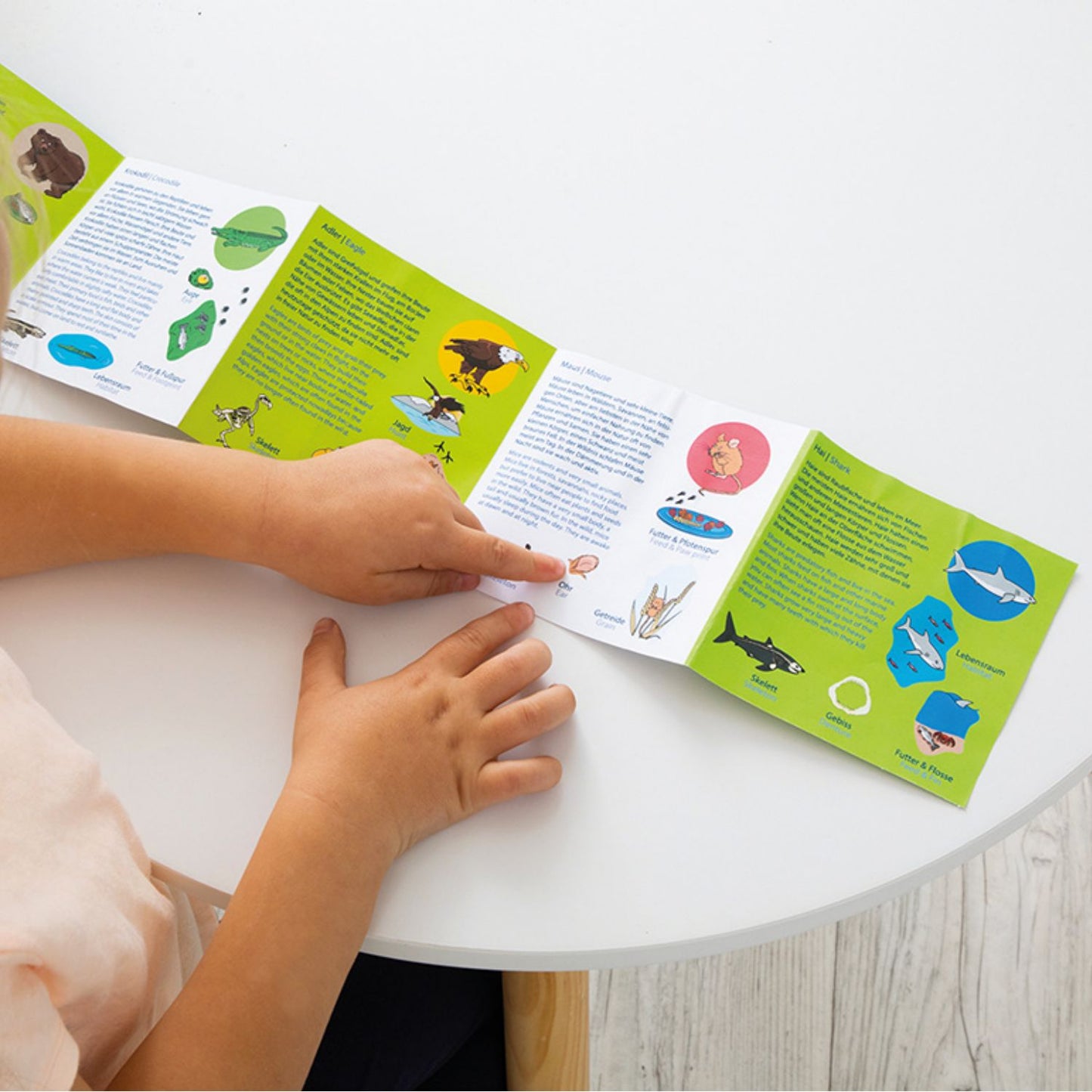 Animal Species - Wooden Puzzle Set | Wooden Educational Toy