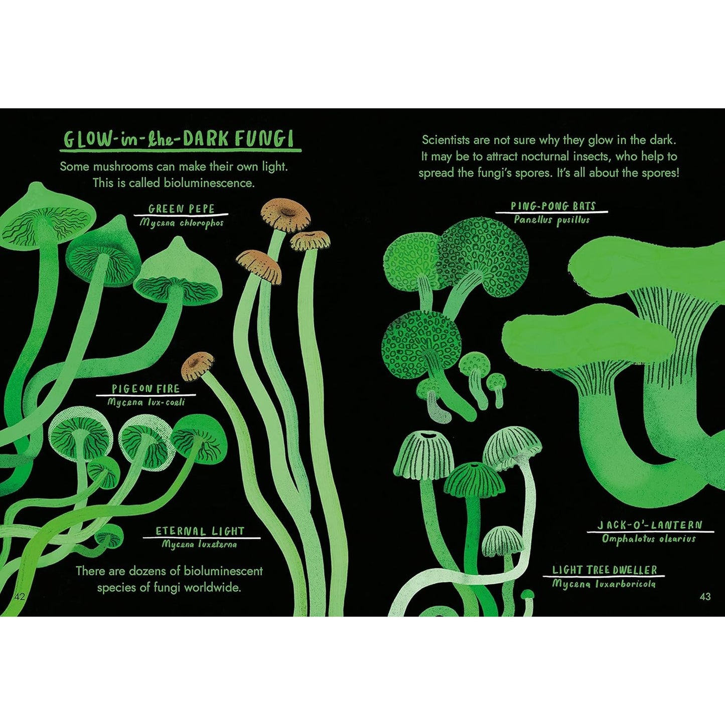 Little Guides to Nature: Hello Fungi | Hardcover | Children's Book on Nature