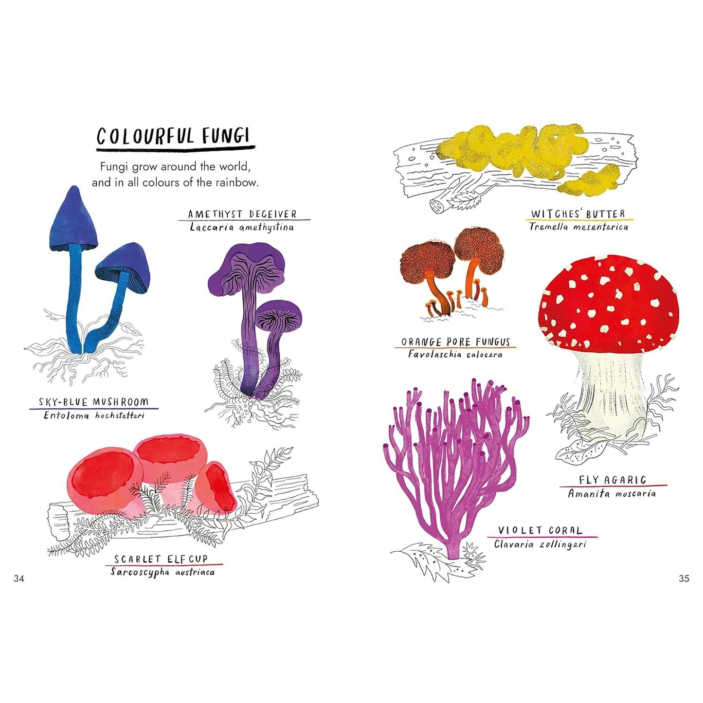 Little Guides to Nature: Hello Fungi | Hardcover | Children's Book on Nature