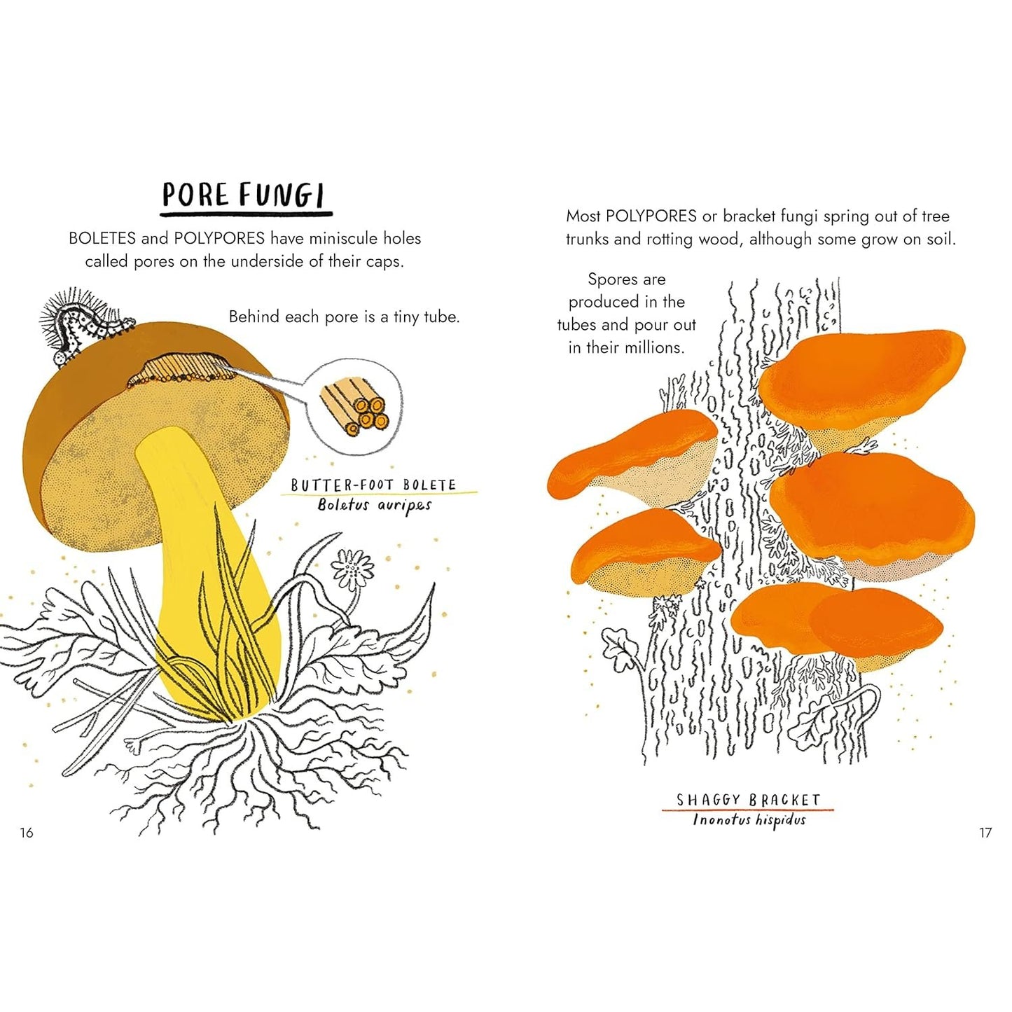 Little Guides to Nature: Hello Fungi | Hardcover | Children's Book on Nature