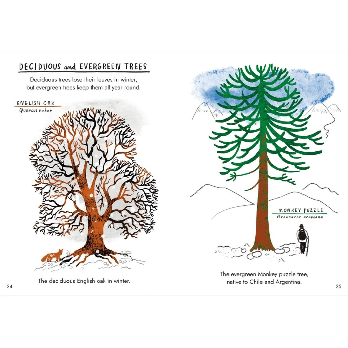 Little Guides to Nature: Hello Trees | Hardcover | Children's Book on Nature