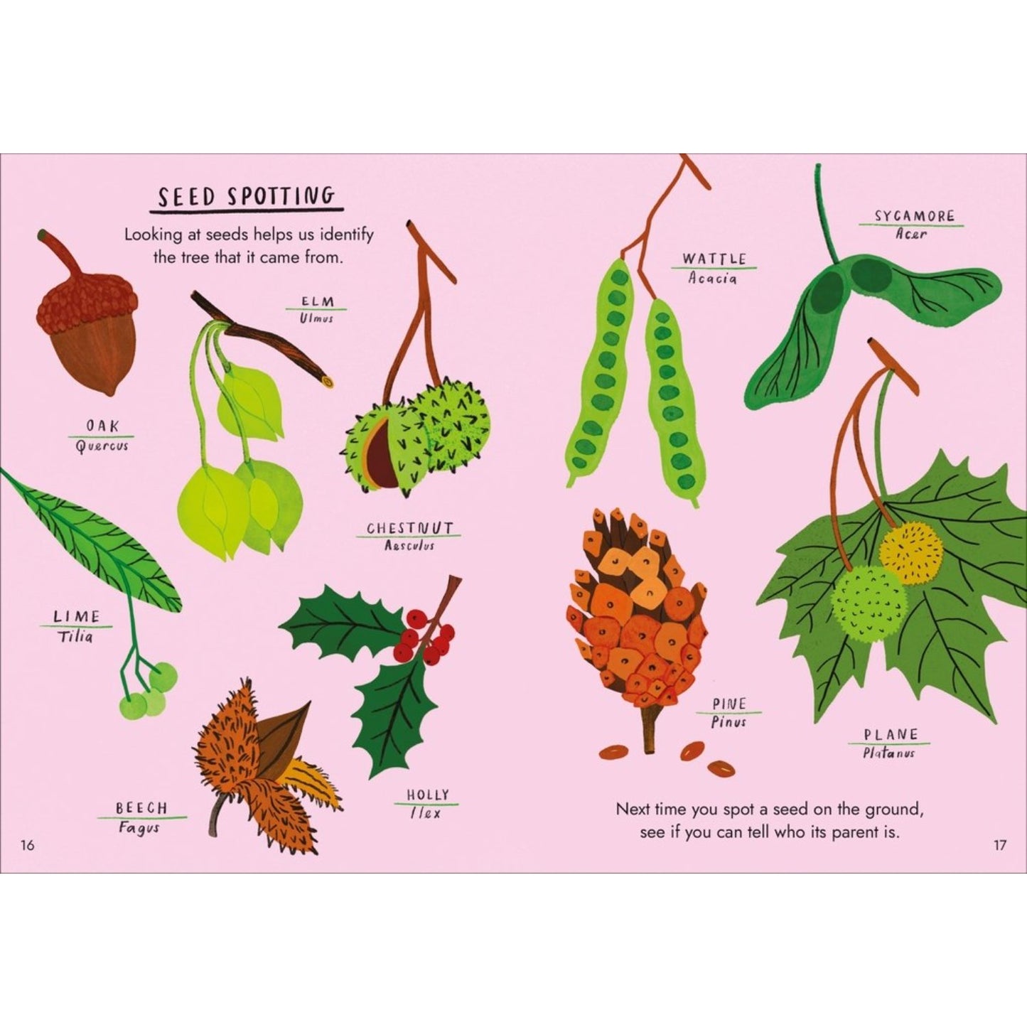 Little Guides to Nature: Hello Trees | Hardcover | Children's Book on Nature