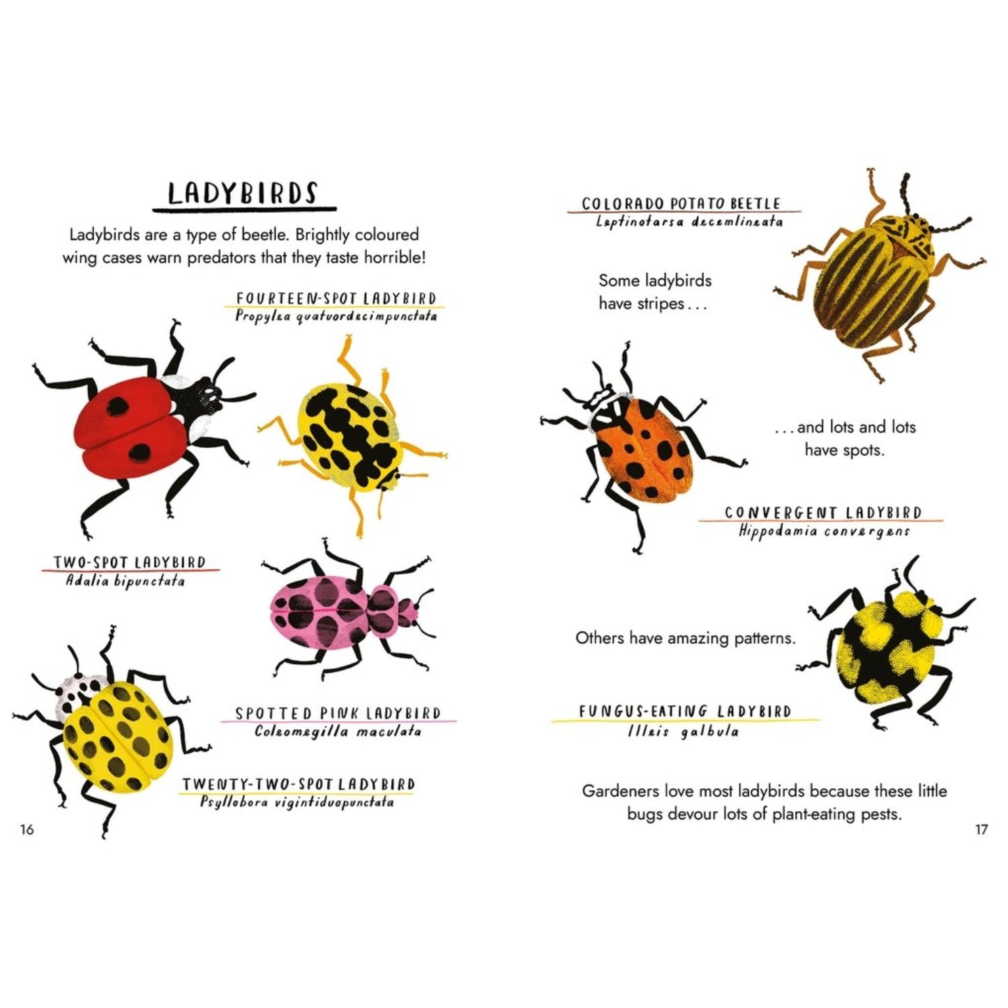 Little Guides to Nature: Hello Bugs | Hardcover | Children's Book on Nature