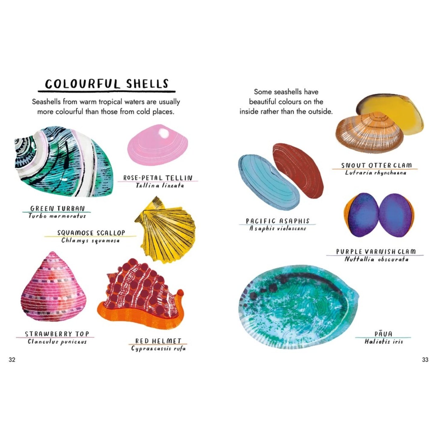 Little Guides to Nature: Hello Fossils and Shells | Hardcover | Children's Book on Nature