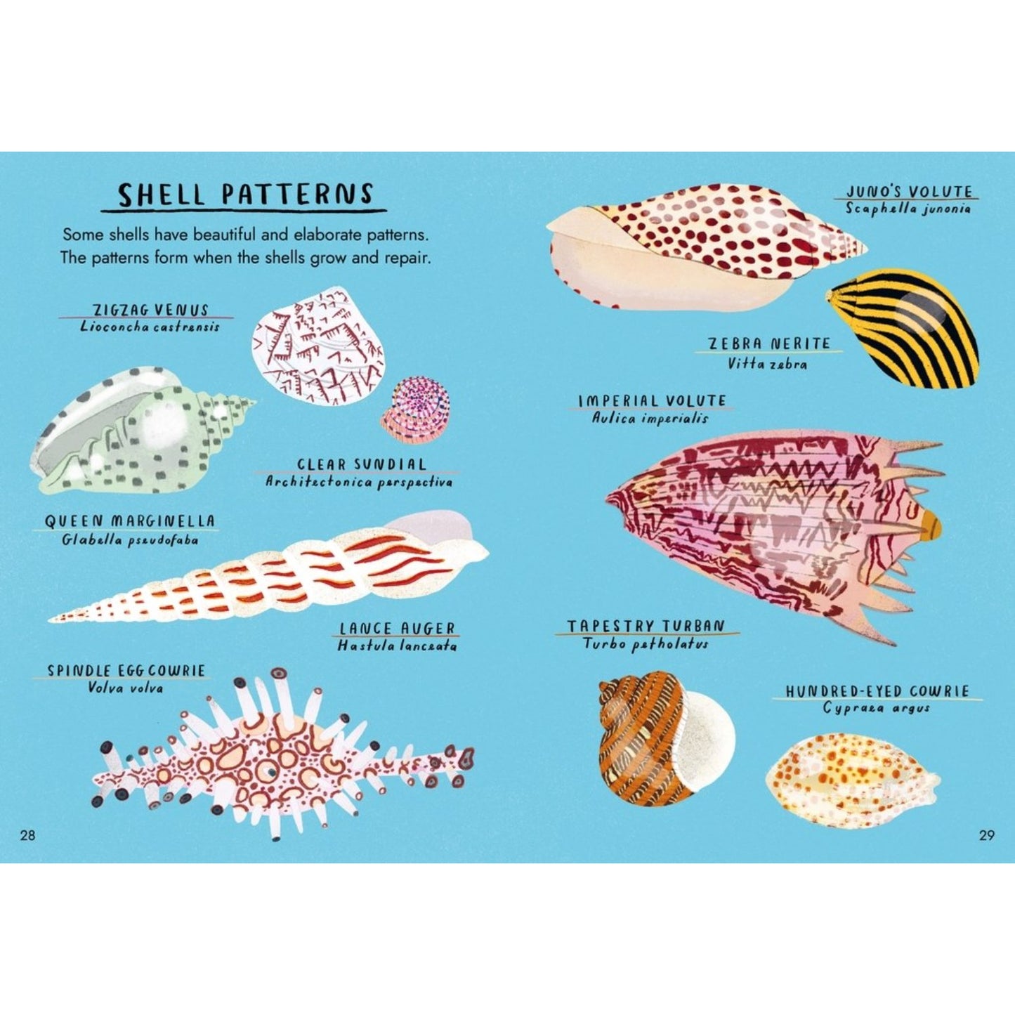 Little Guides to Nature: Hello Fossils and Shells | Hardcover | Children's Book on Nature