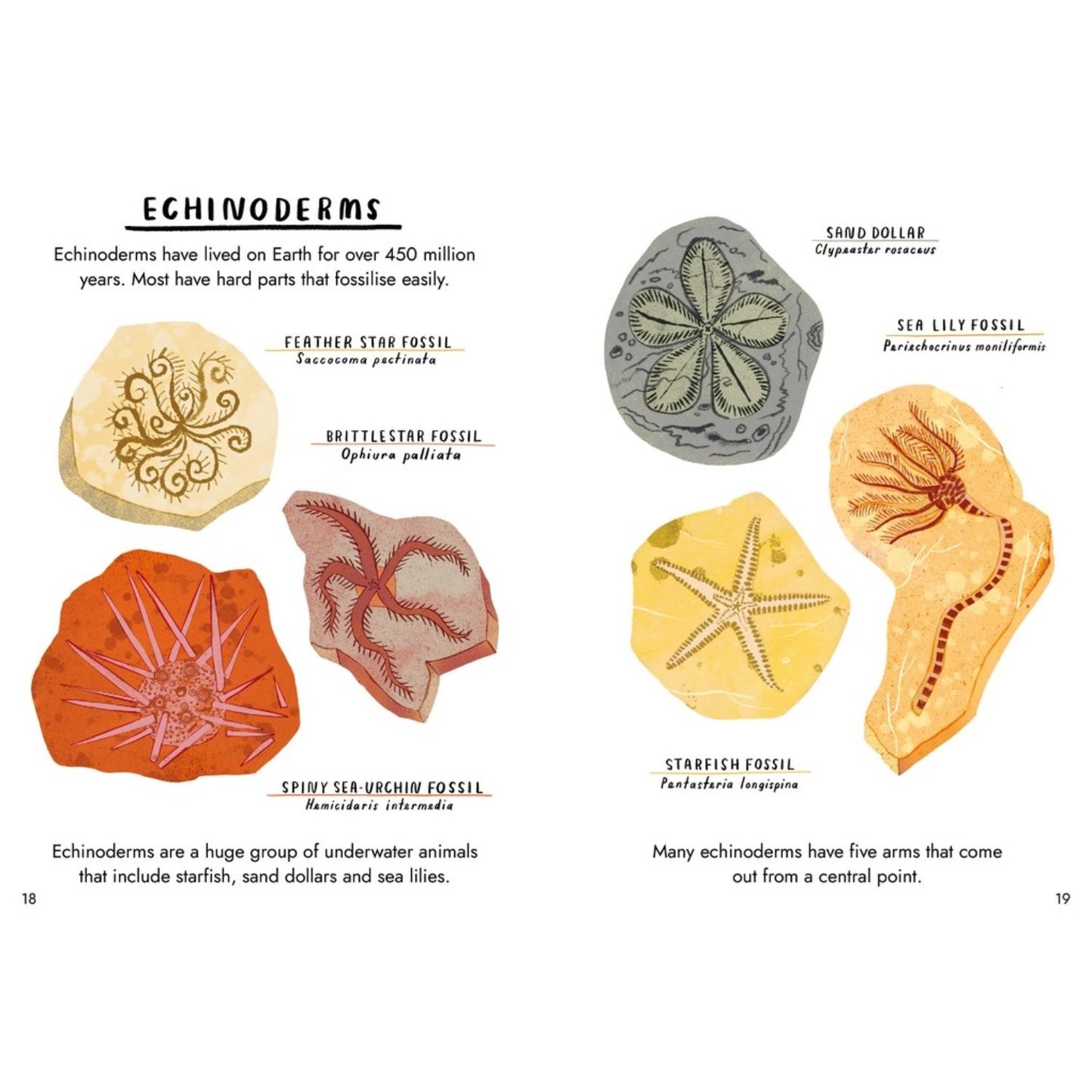Little Guides to Nature: Hello Fossils and Shells | Hardcover | Children's Book on Nature