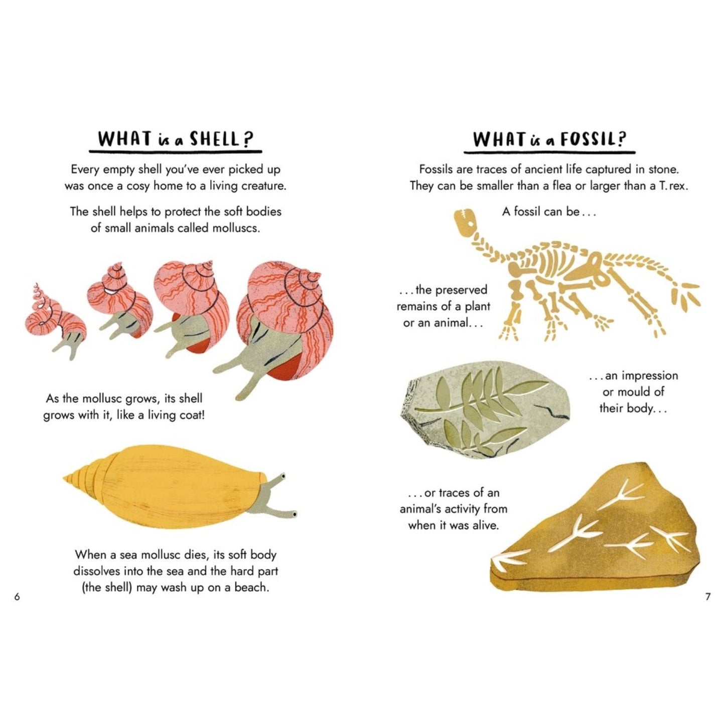 Little Guides to Nature: Hello Fossils and Shells | Hardcover | Children's Book on Nature