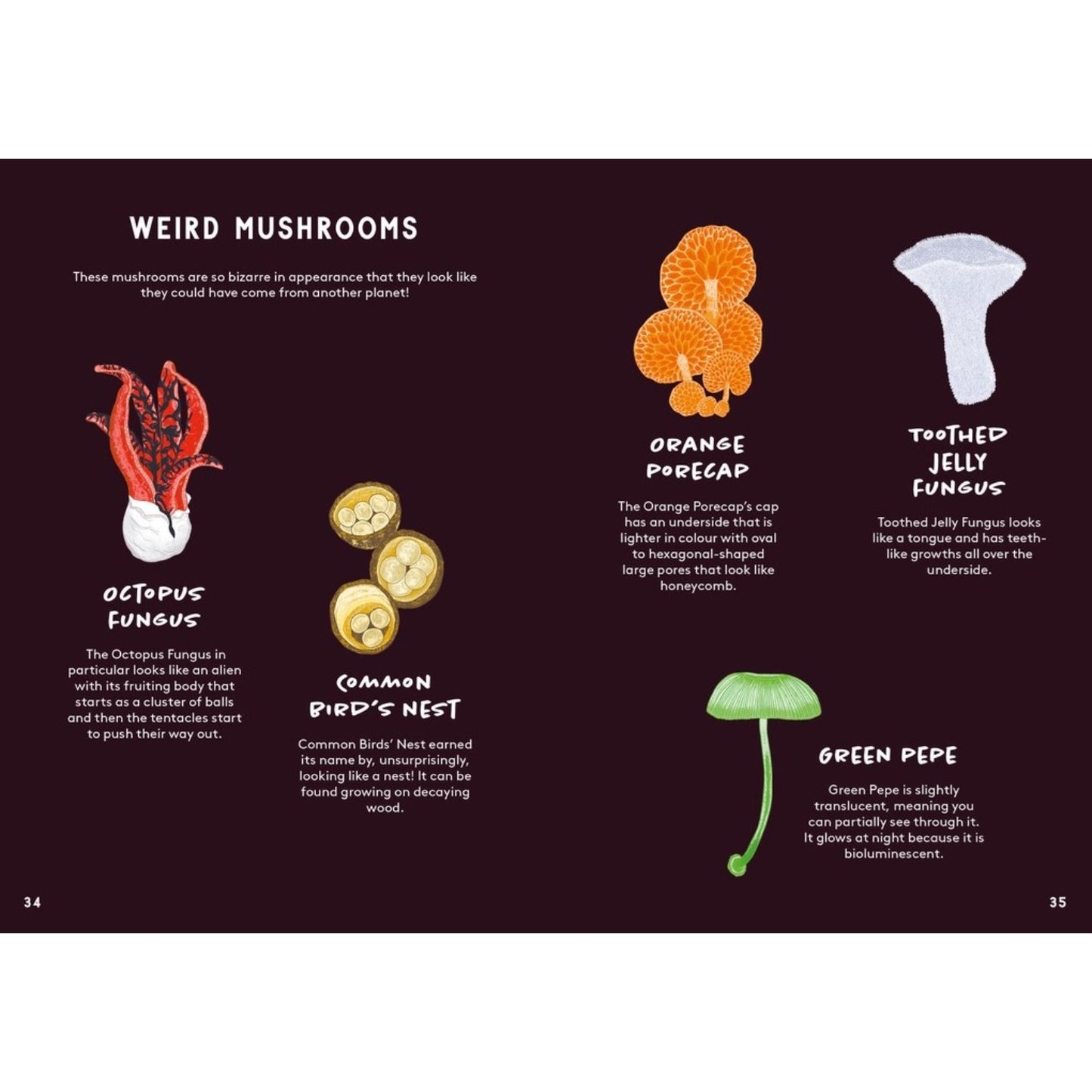All About Mushrooms | Hardcover | Children's Book on Nature