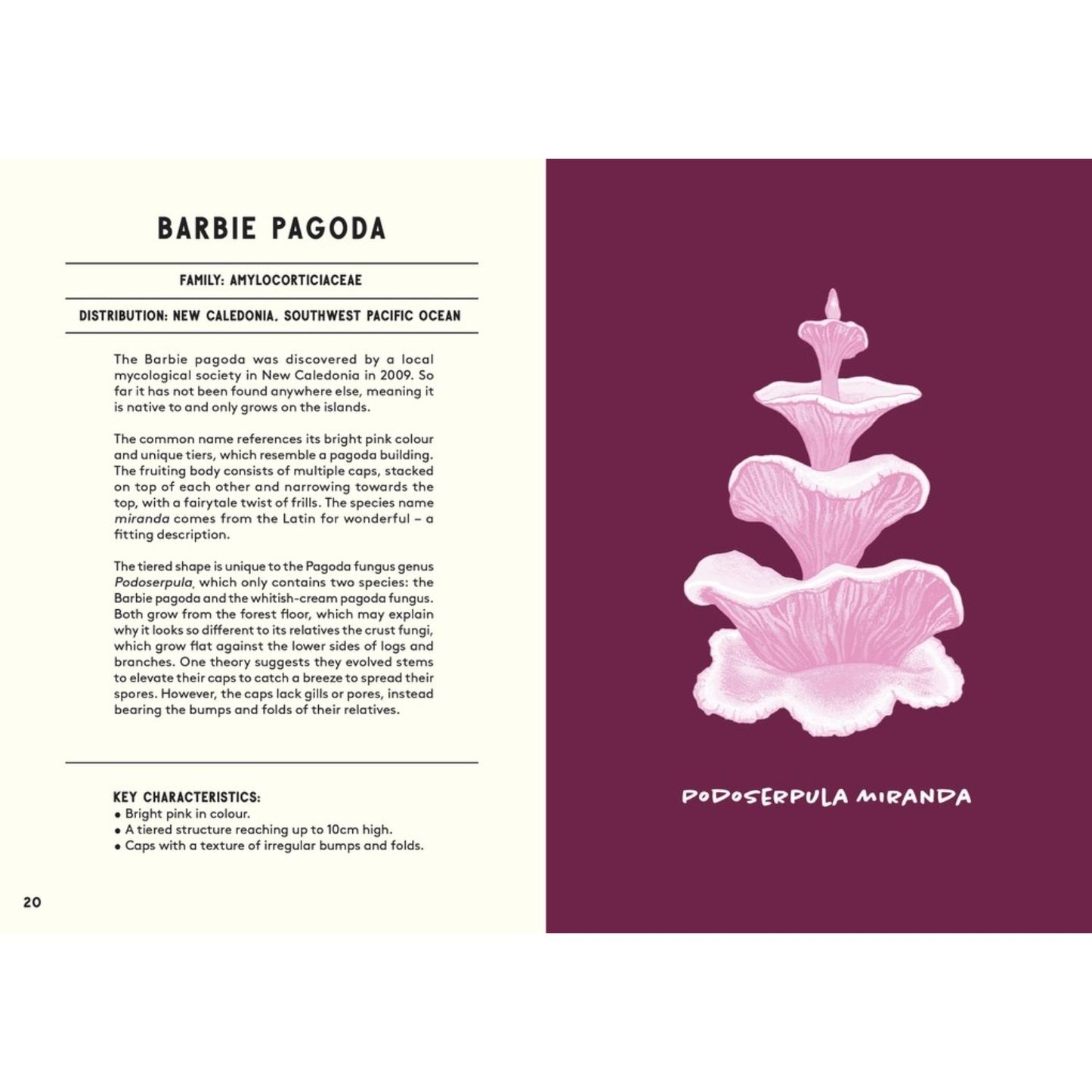 All About Mushrooms | Hardcover | Children's Book on Nature