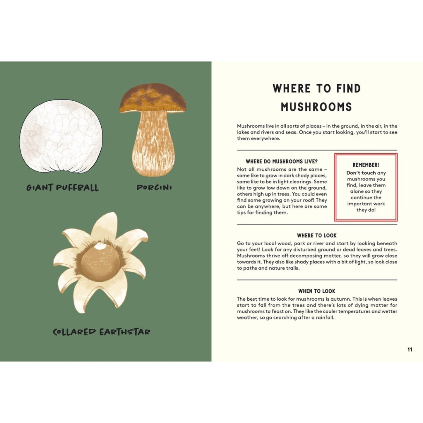 All About Mushrooms | Hardcover | Children's Book on Nature