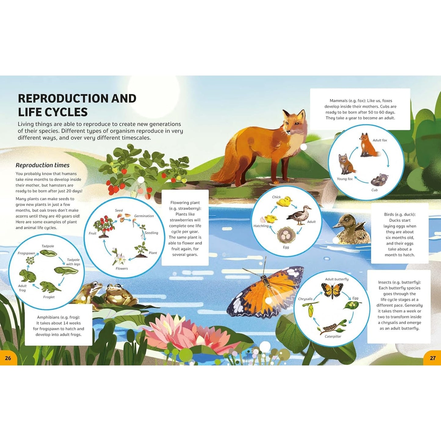 Your Expert Guide: Biology for Young Scientists | Hardcover | Children's Book