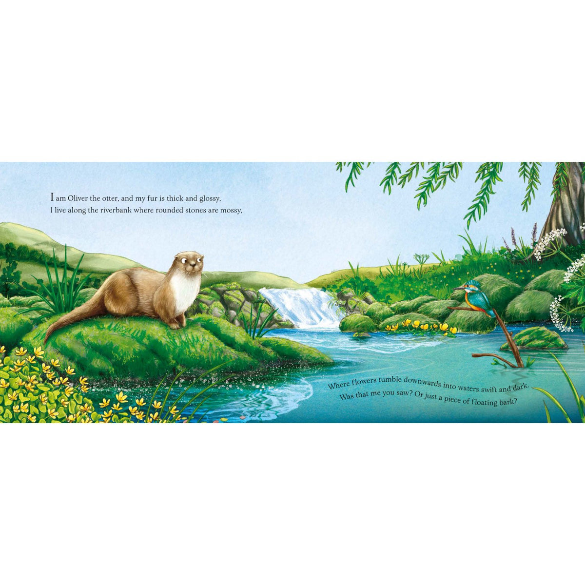 Sample pages (7) from 'I am Oliver the Otter' by Pam Ayres and Nicola O'Byrne - preschool paperback