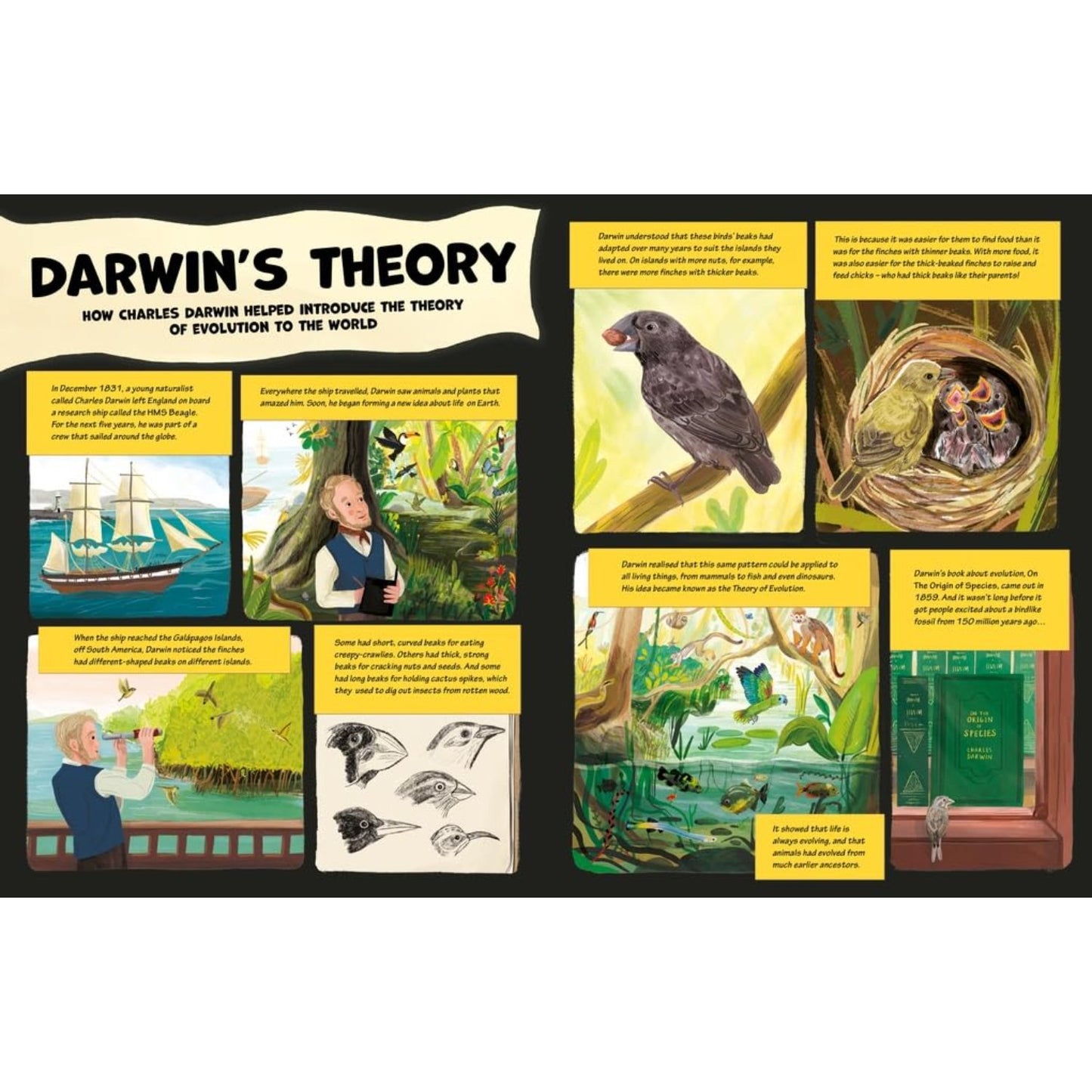 Chickens and Other Dinosaurs - How Dinosaurs Became the Birds We Know Today | Hardcover | Children's Book on Dinsaurs