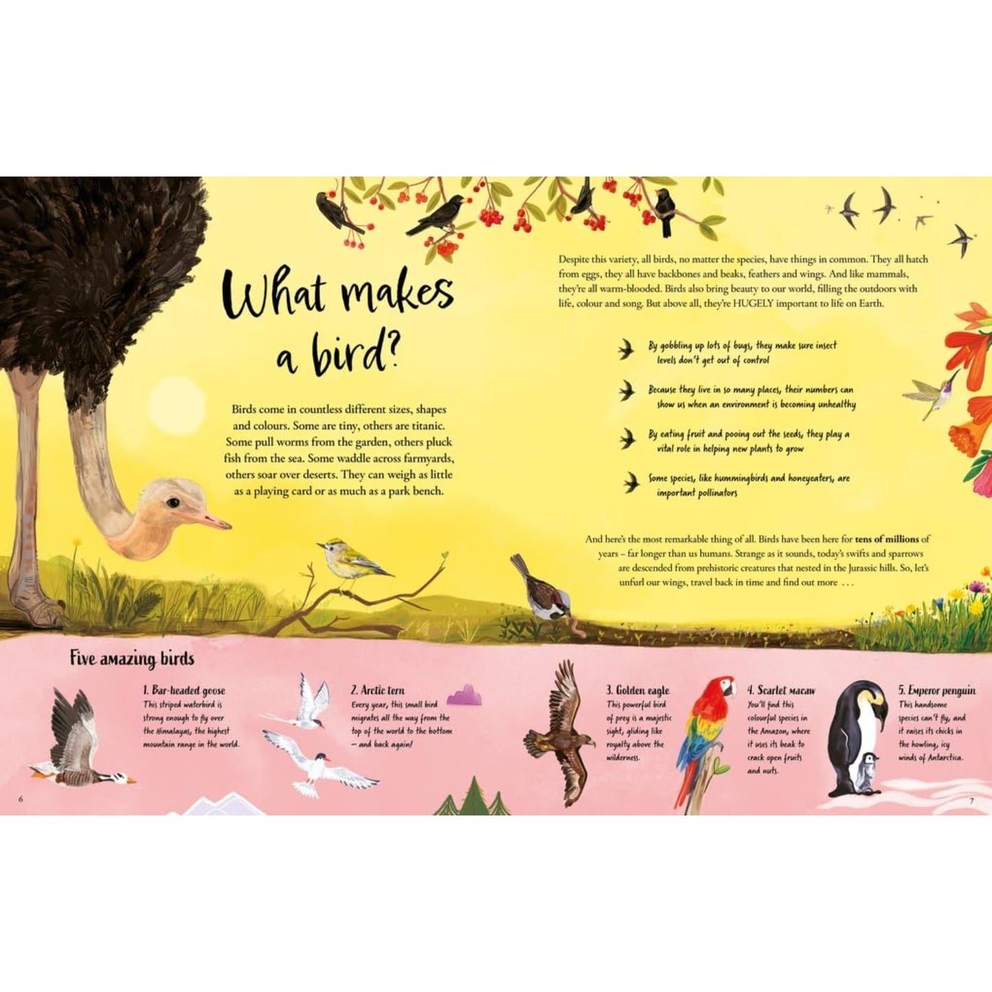 Chickens and Other Dinosaurs - How Dinosaurs Became the Birds We Know Today | Hardcover | Children's Book on Dinsaurs