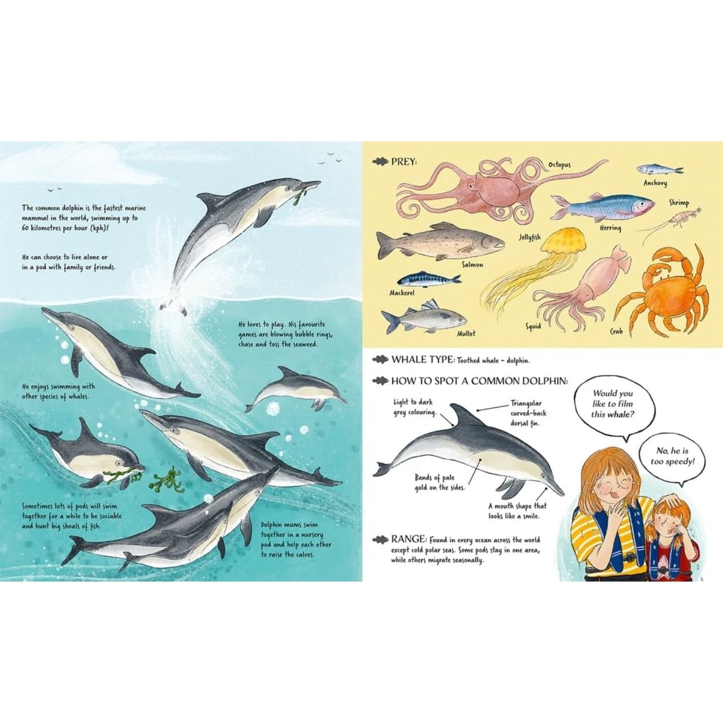 Meet the Whales | Paperback | Children's Book on Ocean Animal