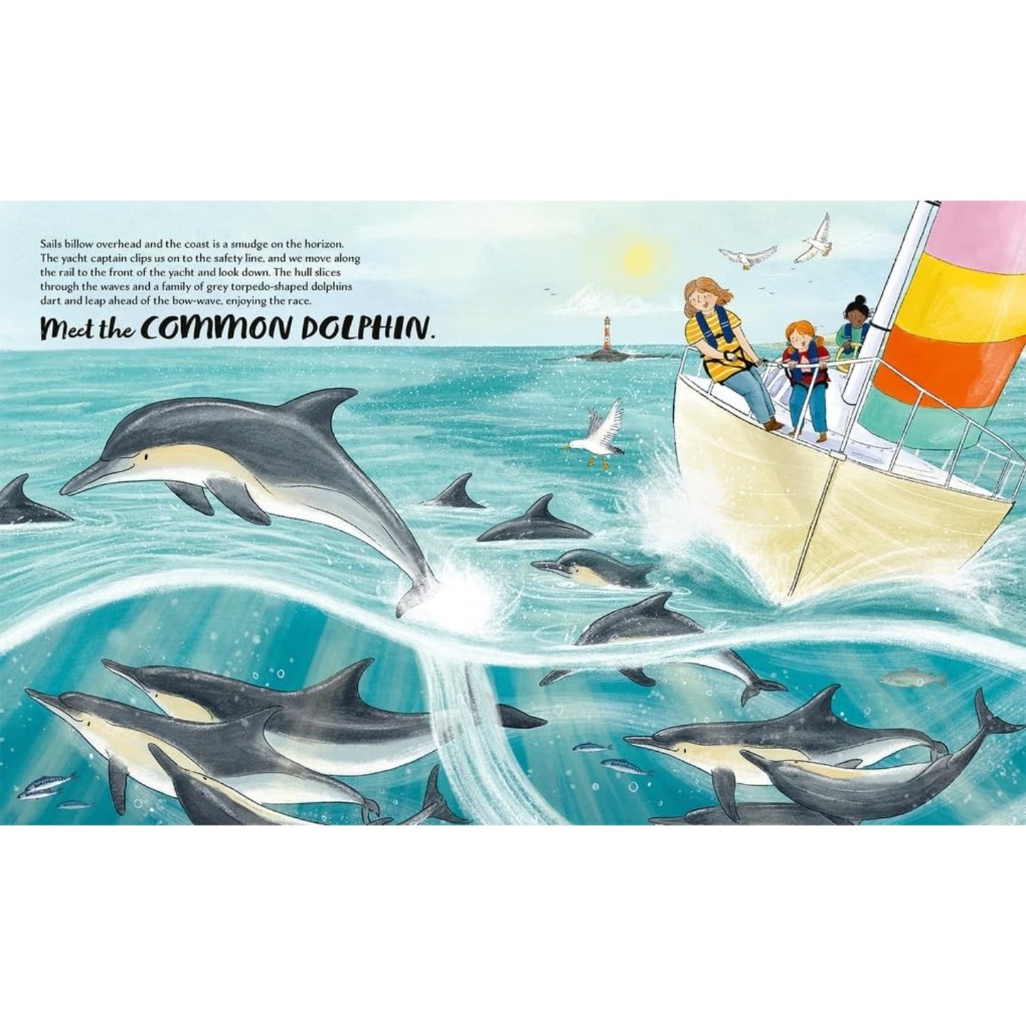 Meet the Whales | Paperback | Children's Book on Ocean Animal
