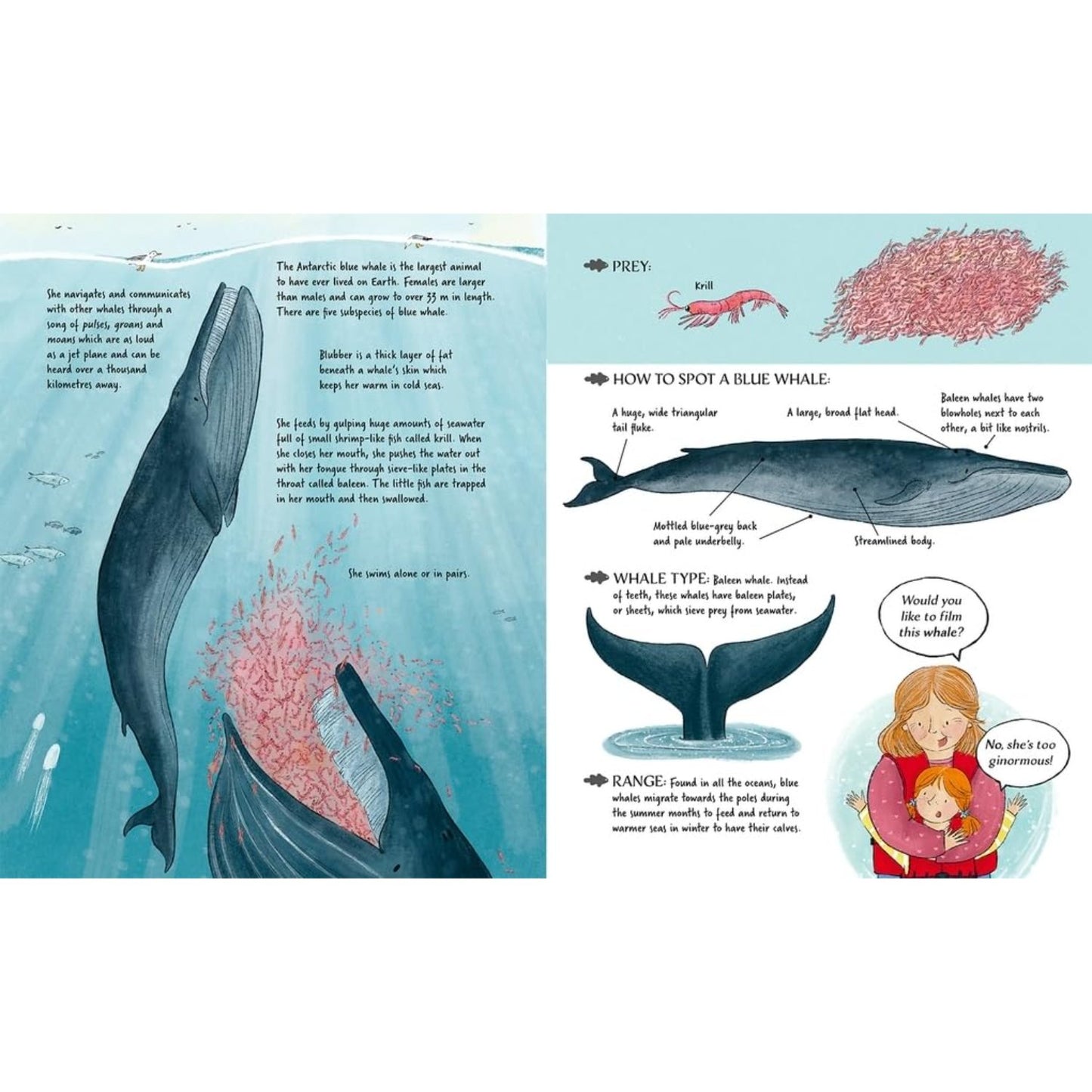 Meet the Whales | Paperback | Children's Book on Ocean Animal