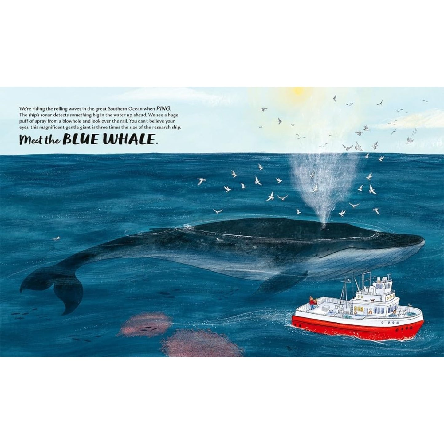 Meet the Whales | Paperback | Children's Book on Ocean Animal