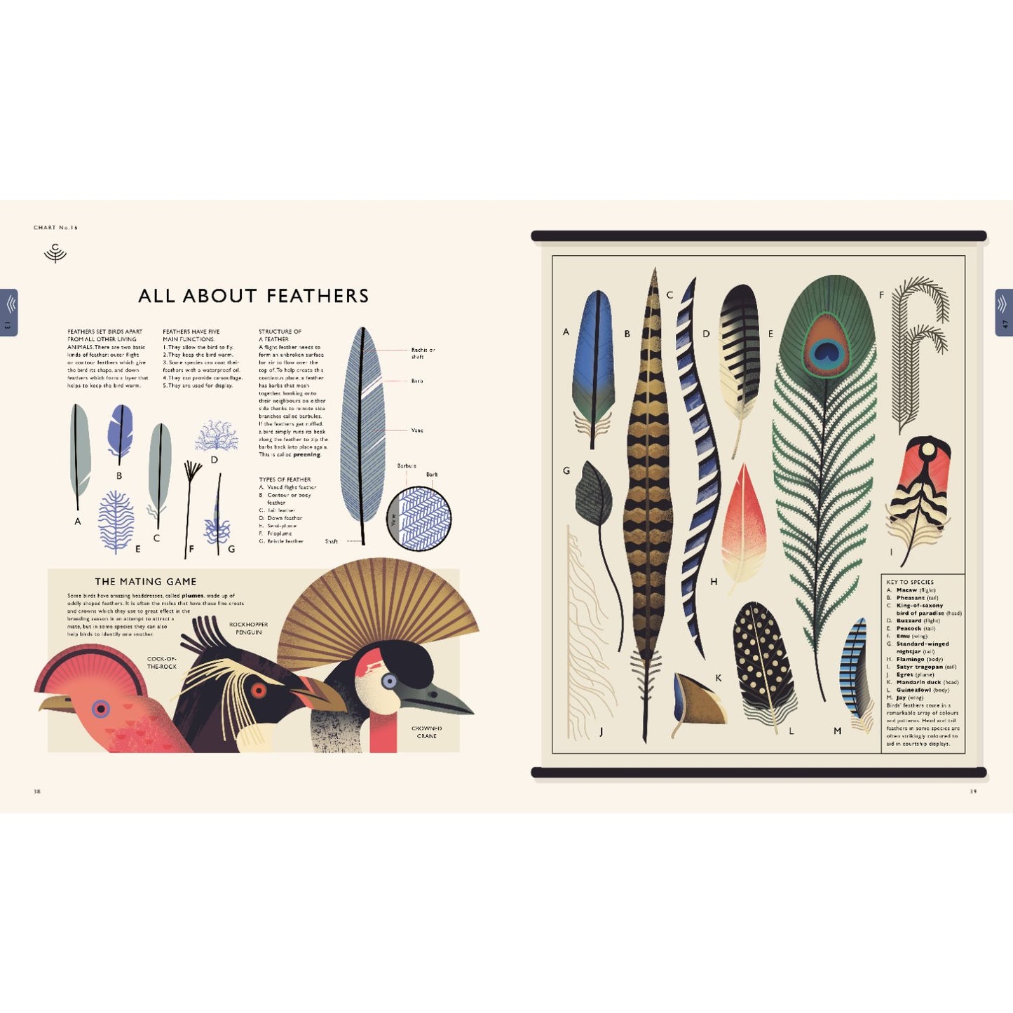 Curiositree: Natural World - A Visual Compendium of Wonders from Nature | Paperback | Children's Book on Nature & Environment