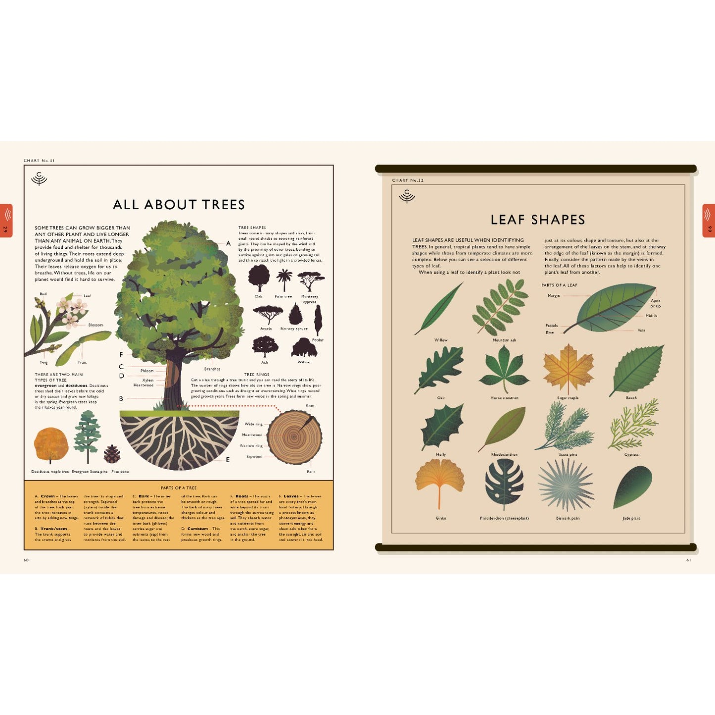 Curiositree: Natural World - A Visual Compendium of Wonders from Nature | Paperback | Children's Book on Nature & Environment