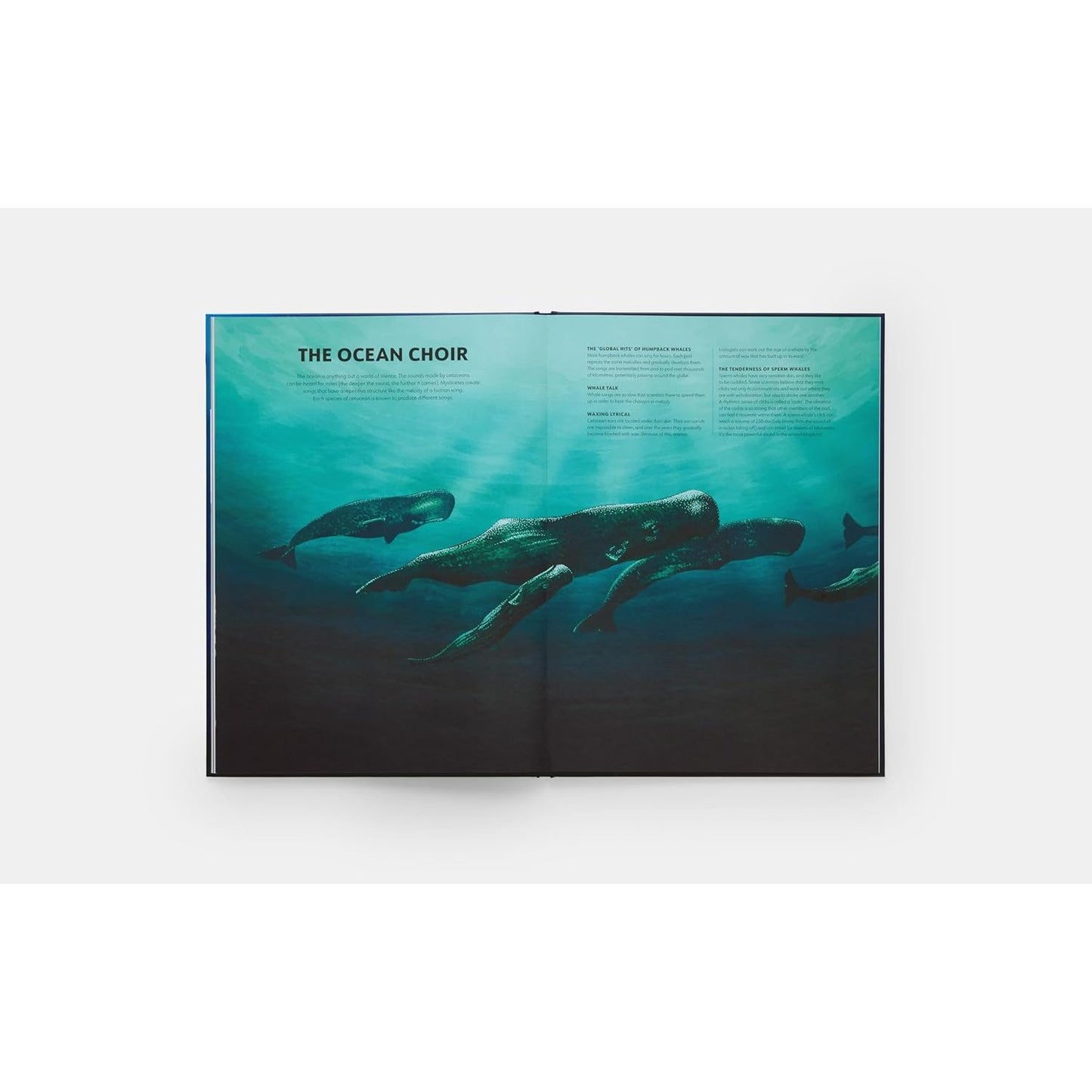 Mysteries of Marine Mammals - An Illustrated Guide to Whales, Dolphins, and Porpoises | Hardcover | Children's Book