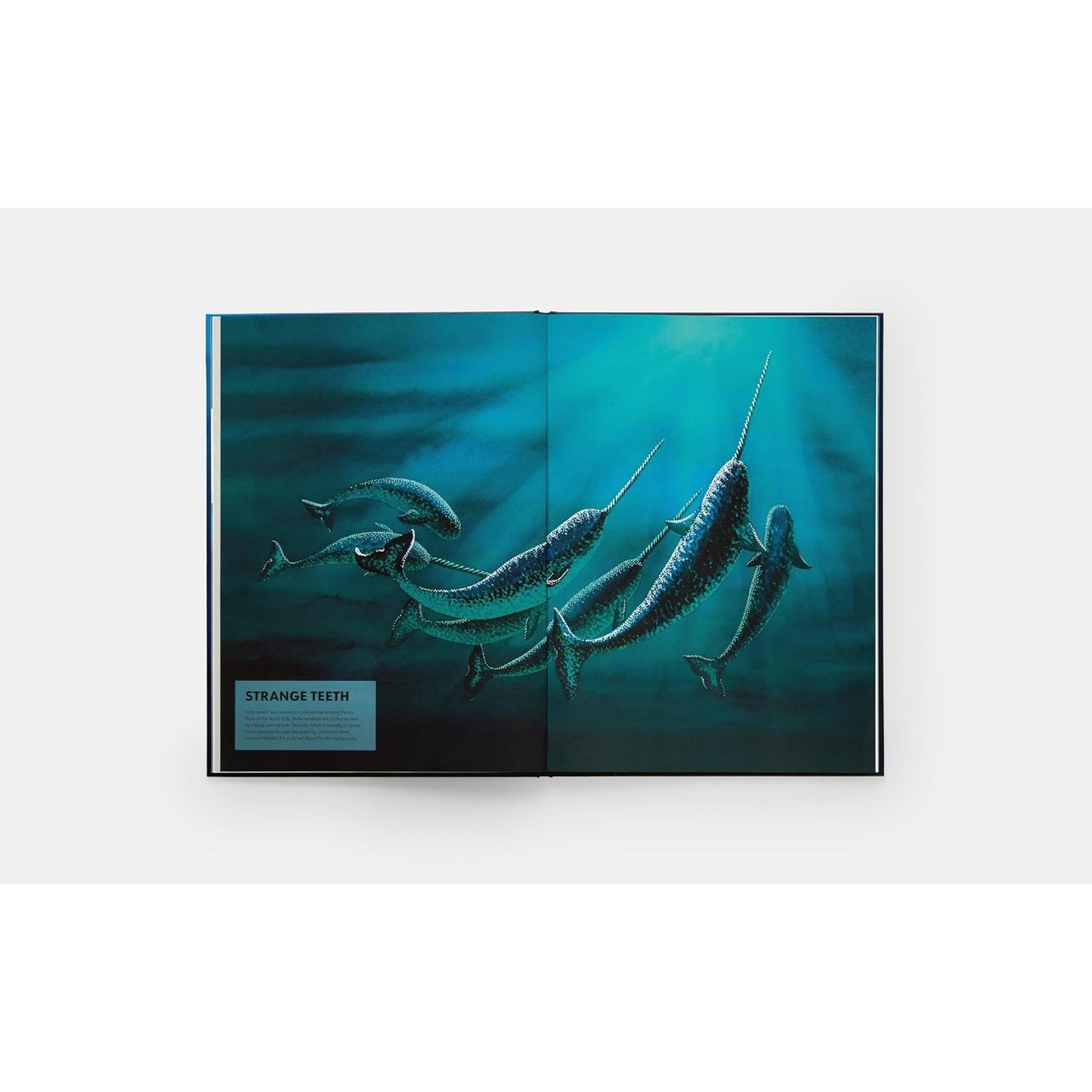 Mysteries of Marine Mammals - An Illustrated Guide to Whales, Dolphins, and Porpoises | Hardcover | Children's Book