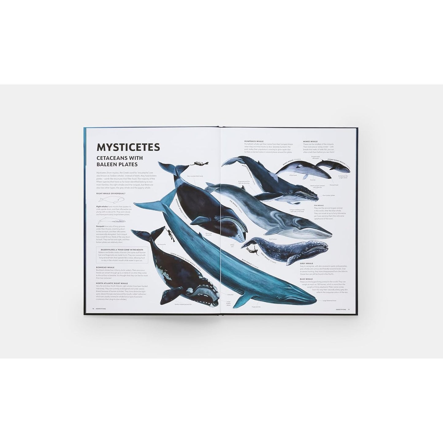 Mysteries of Marine Mammals - An Illustrated Guide to Whales, Dolphins, and Porpoises | Hardcover | Children's Book