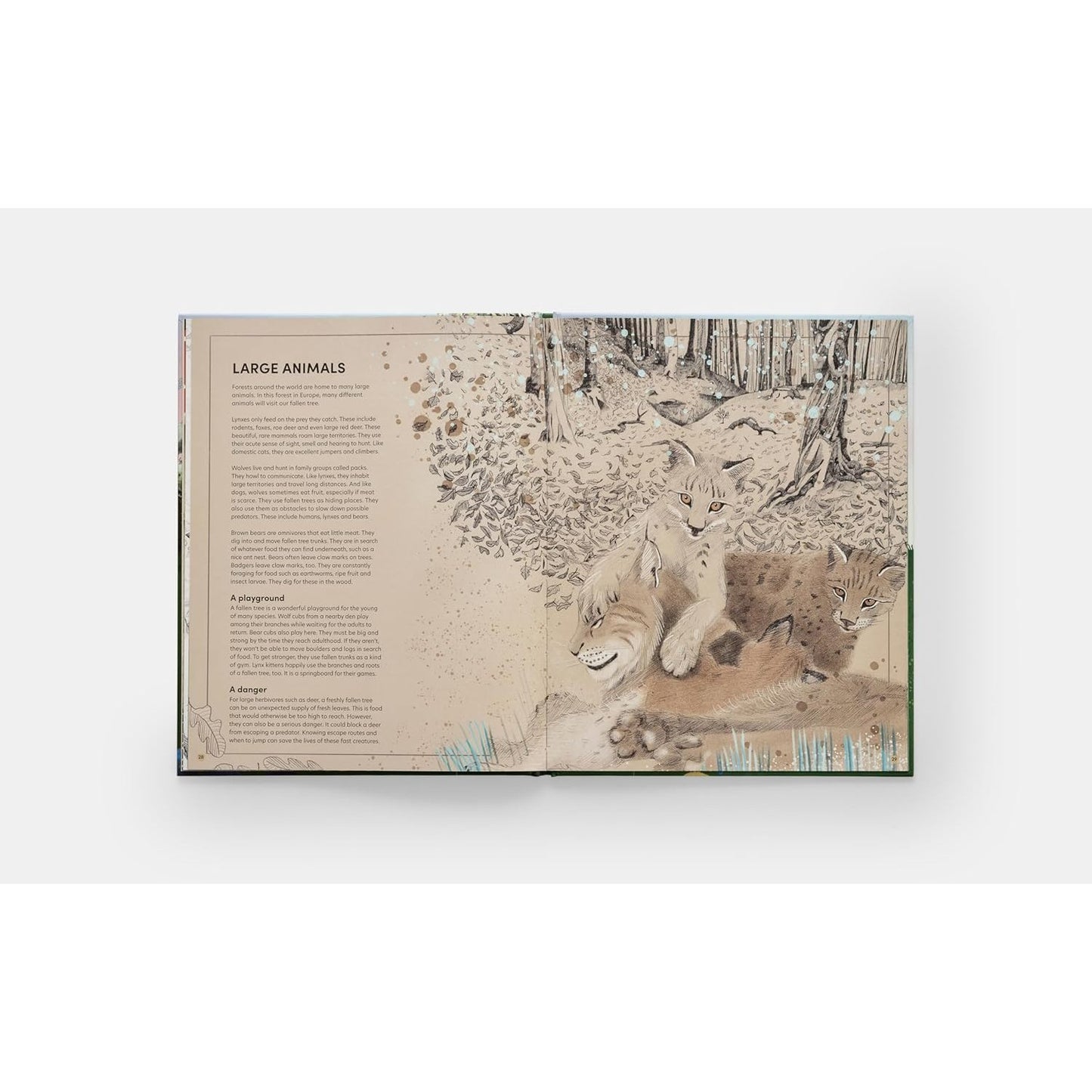 Tomorrow Tree - How Nature Creates New Life From Old | Hardcover | Children's Book on Nature