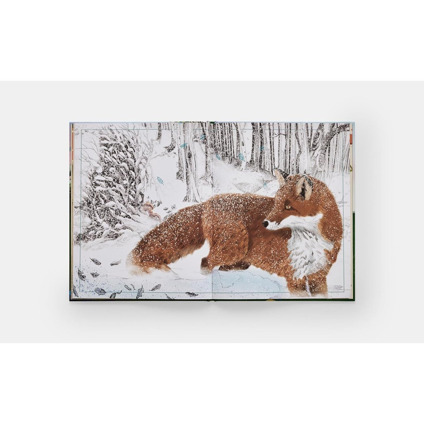 Tomorrow Tree - How Nature Creates New Life From Old | Hardcover | Children's Book on Nature