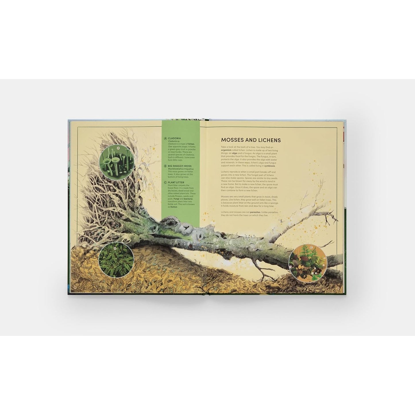 Tomorrow Tree - How Nature Creates New Life From Old | Hardcover | Children's Book on Nature