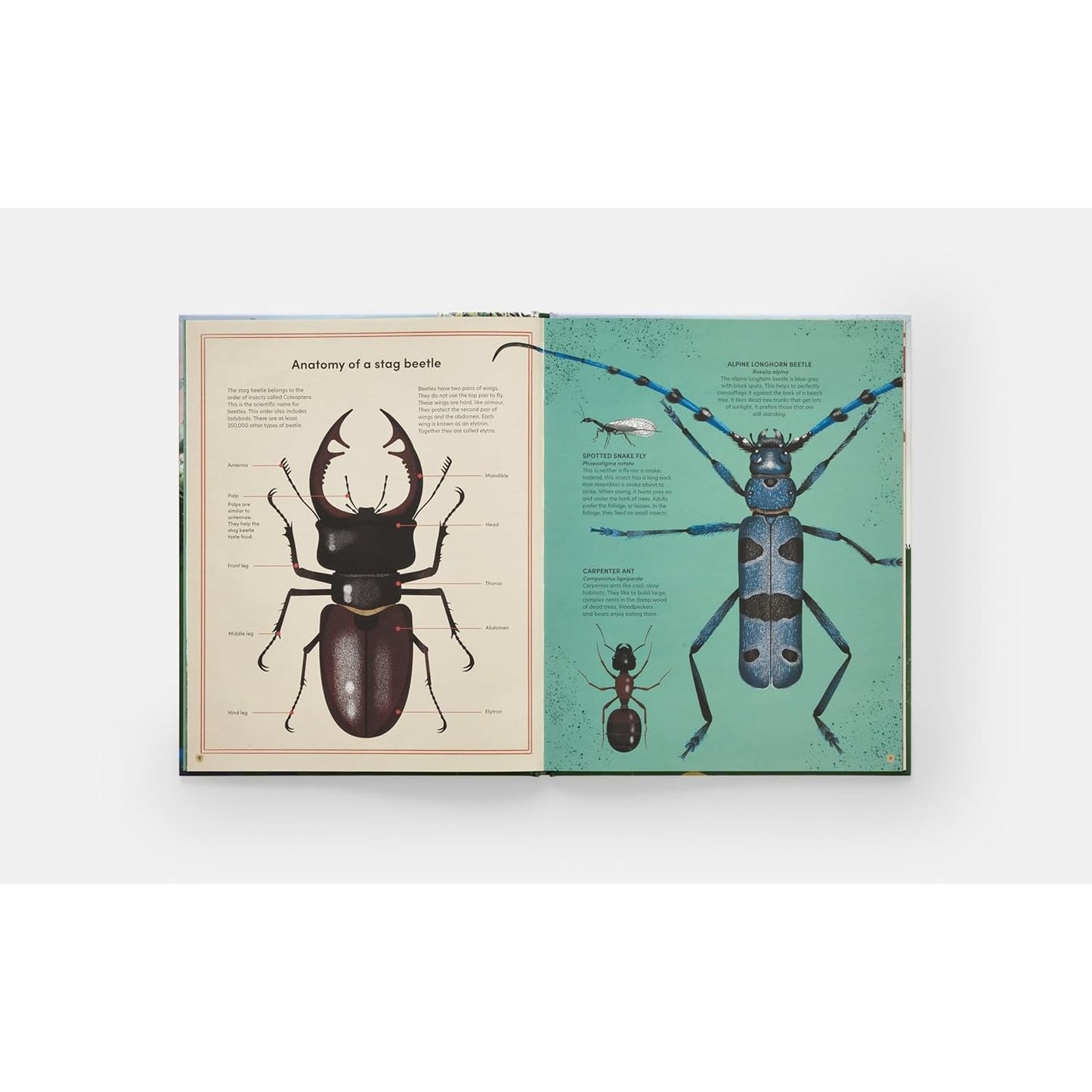 Tomorrow Tree - How Nature Creates New Life From Old | Hardcover | Children's Book on Nature