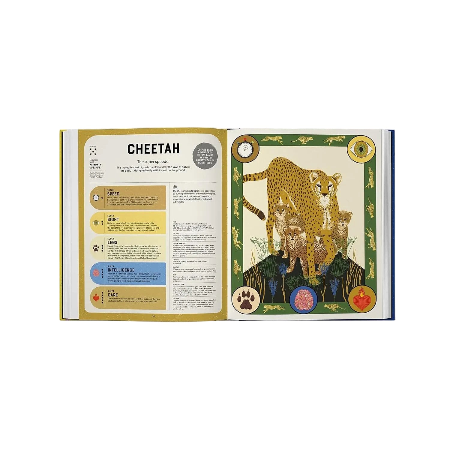 Open book showing a page about cheetahs with illustrations and text.