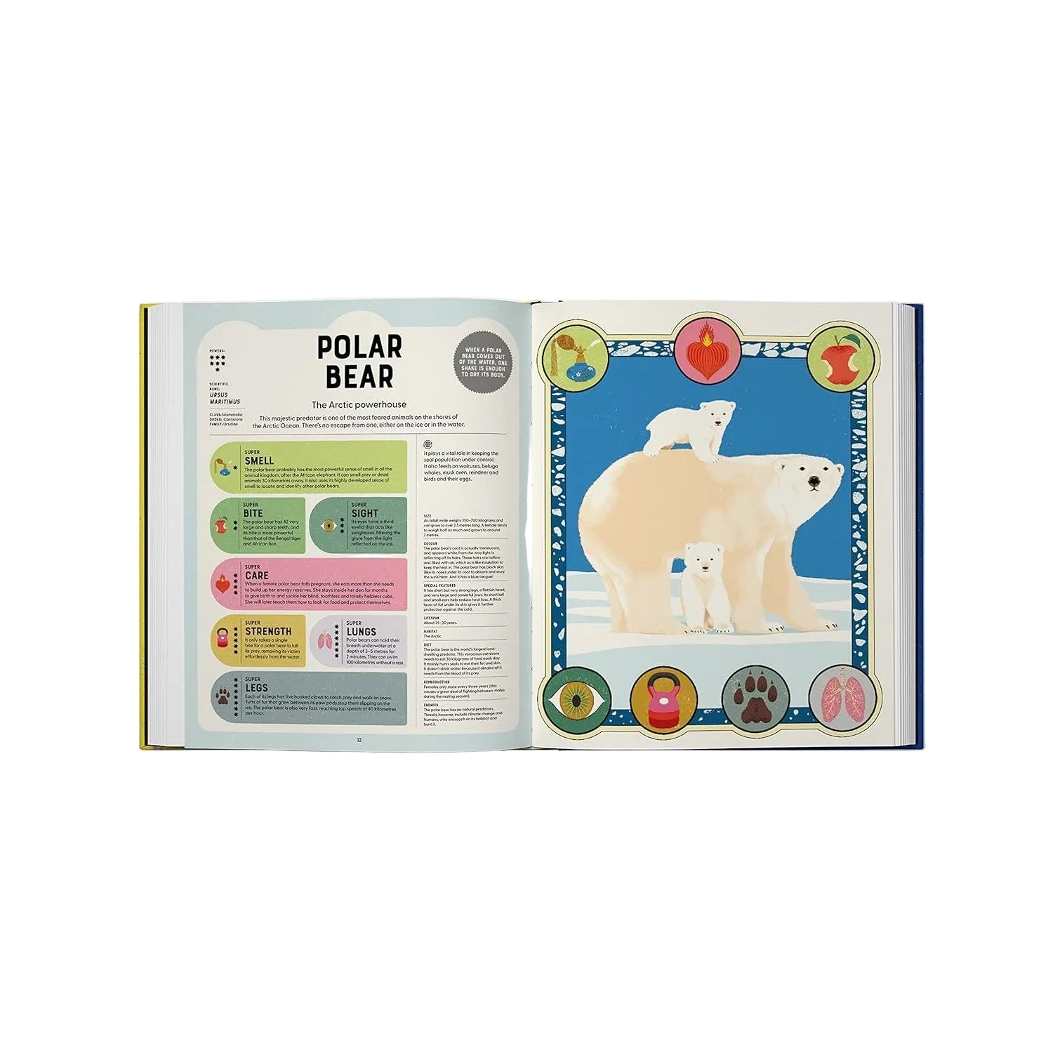 Open book showing information about polar bears with illustrations on a white background