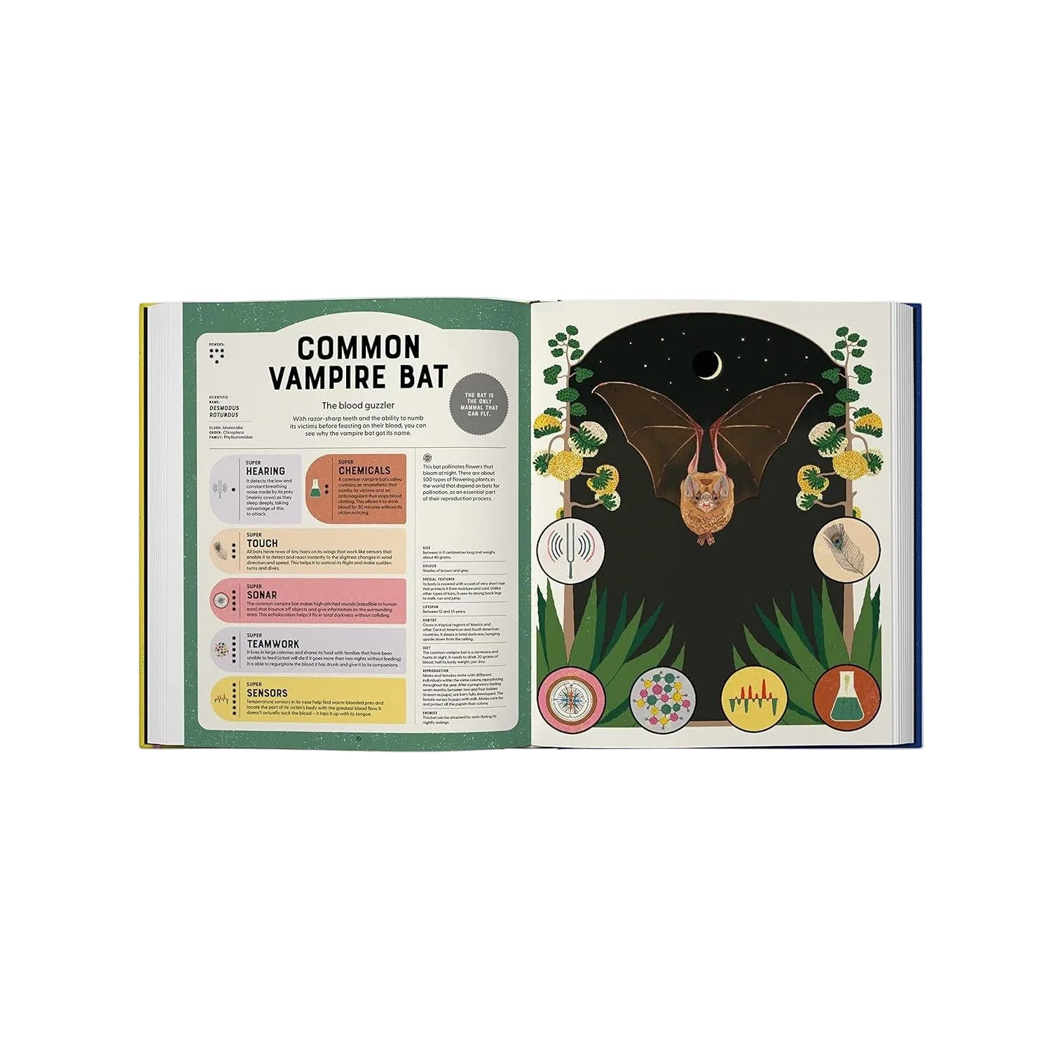 Open book showing information about a common vampire bat with illustrations on a white background