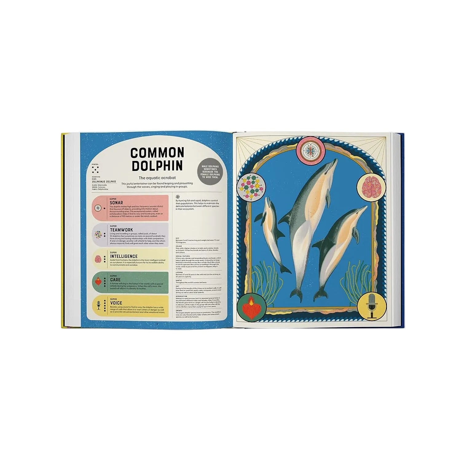 Open book showing information about common dolphins on a white background