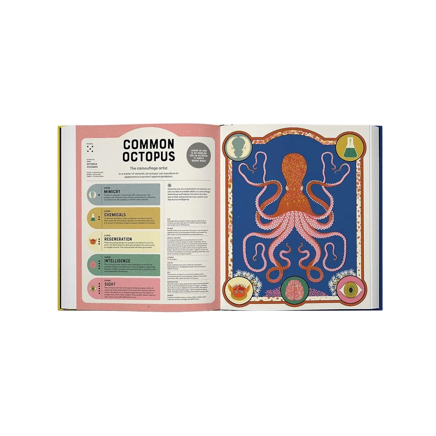 Open book showing information about a common octopus with colorful illustrations on a white background.