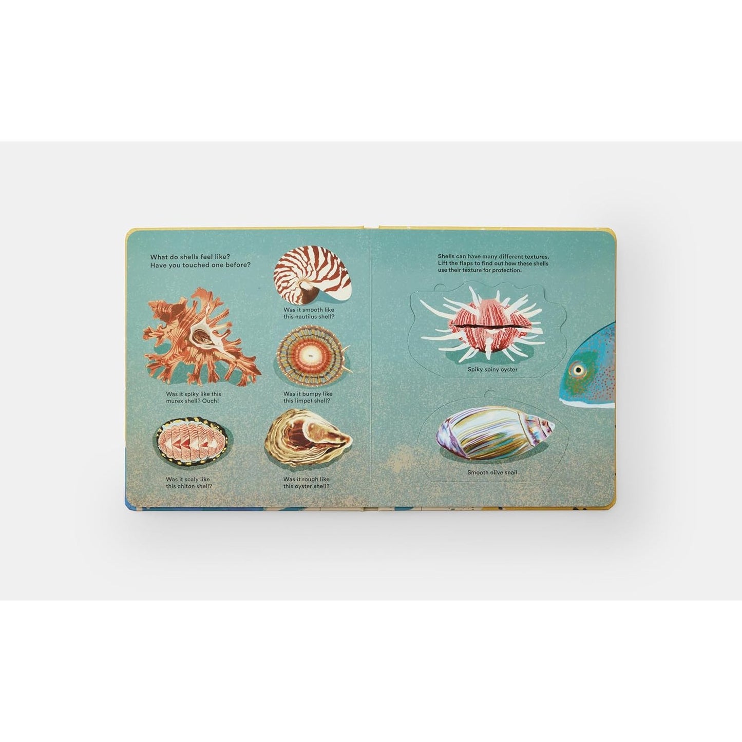 Shells... and what they hide inside - A Lift-the-Flap Adventure | Board Book | Children's Book